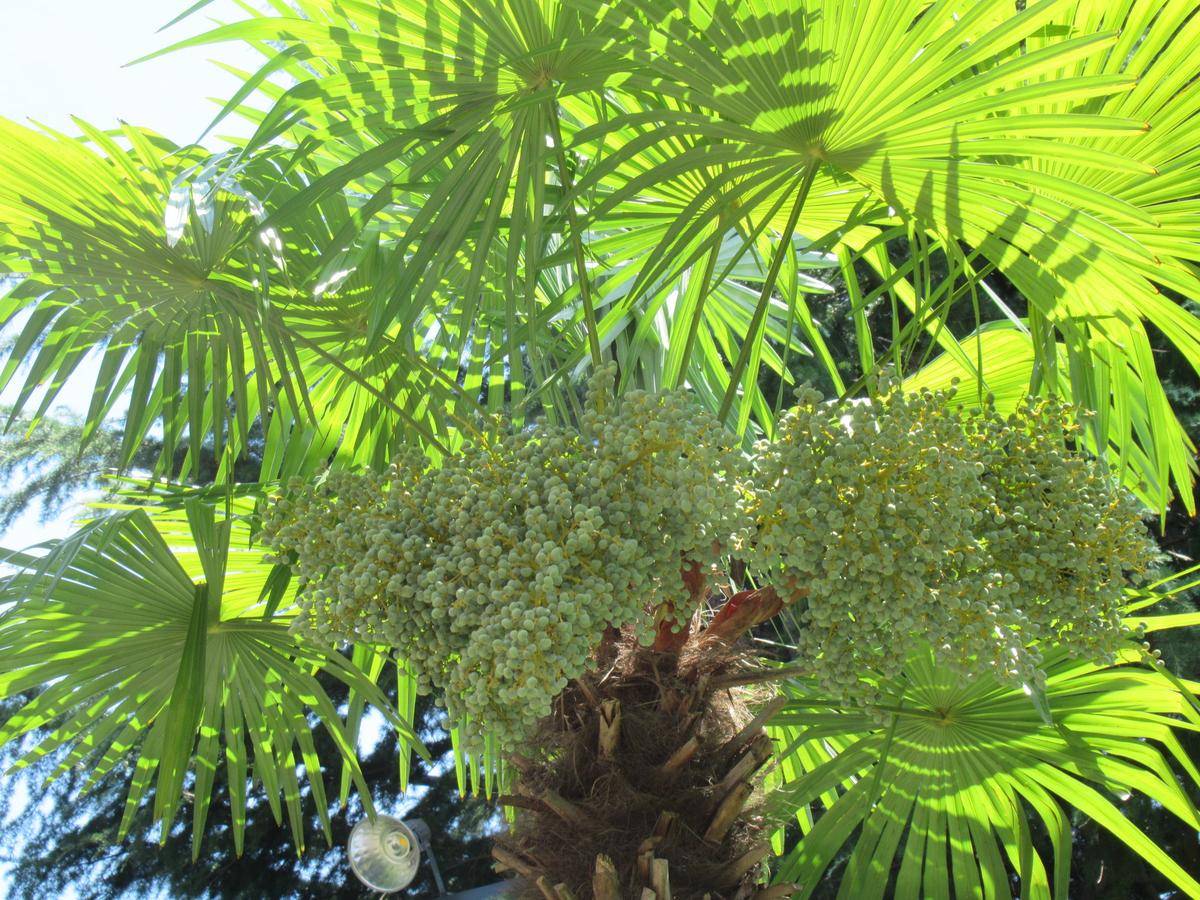 0801の三兄弟と実  (2).JPG