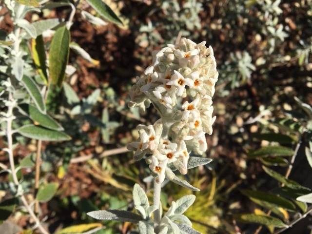 0416前庭のお花 (2).JPG