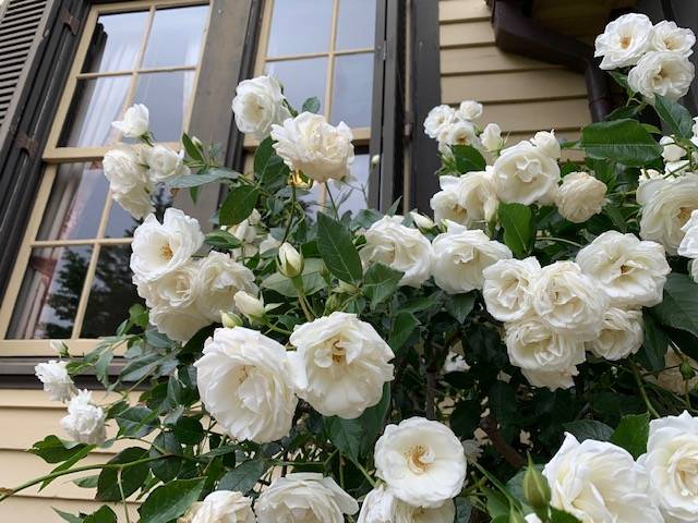 0515山手イタリア山手庭園のバラ (7).jpg