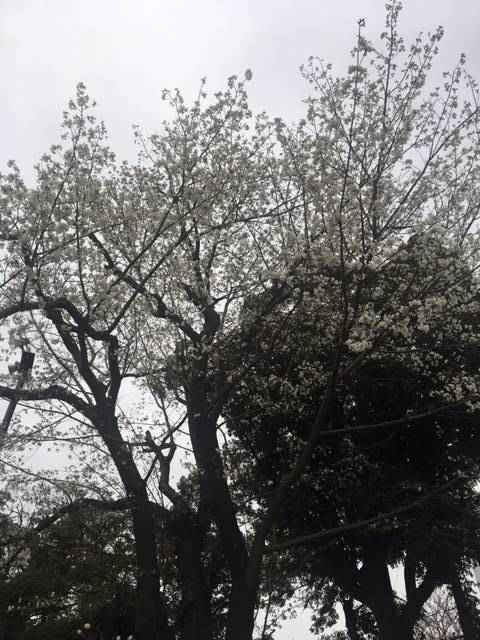 0323ベーリック・ホールオオシマザクラ (3).JPG