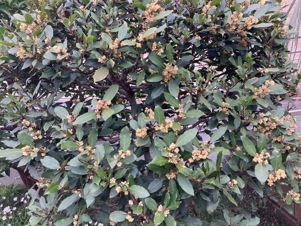 0328【ベーリック】 夏ミカン.jpg