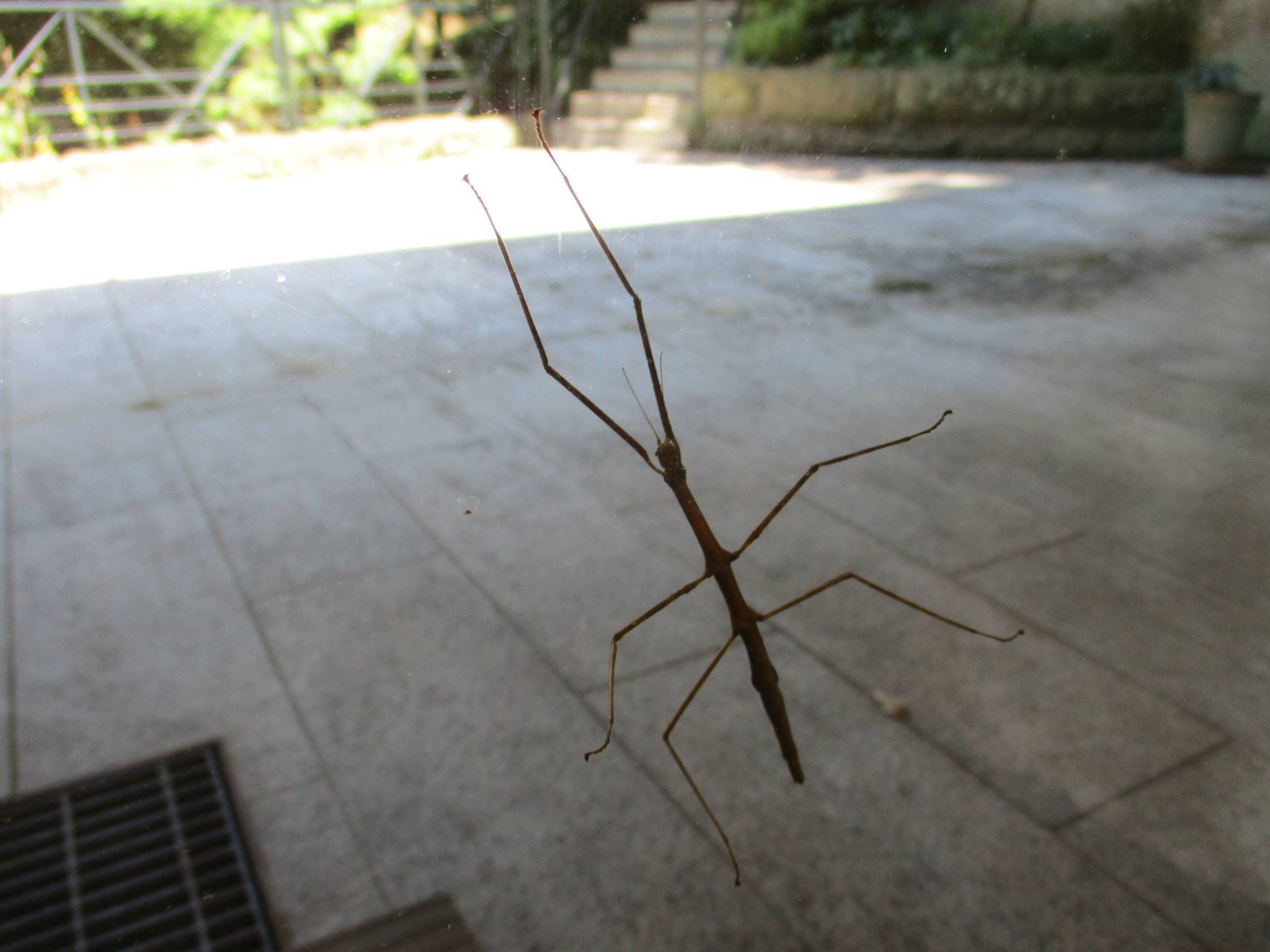 0722ナナフシ (4).JPG