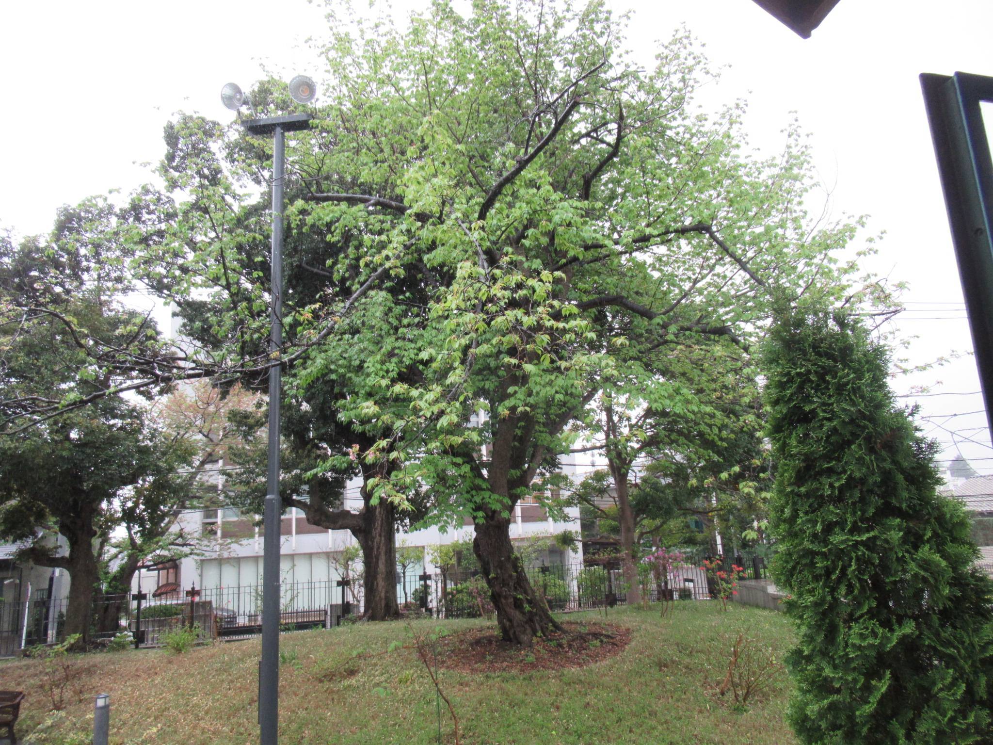 0404【ベーリック】 オオシマザクラ.JPG