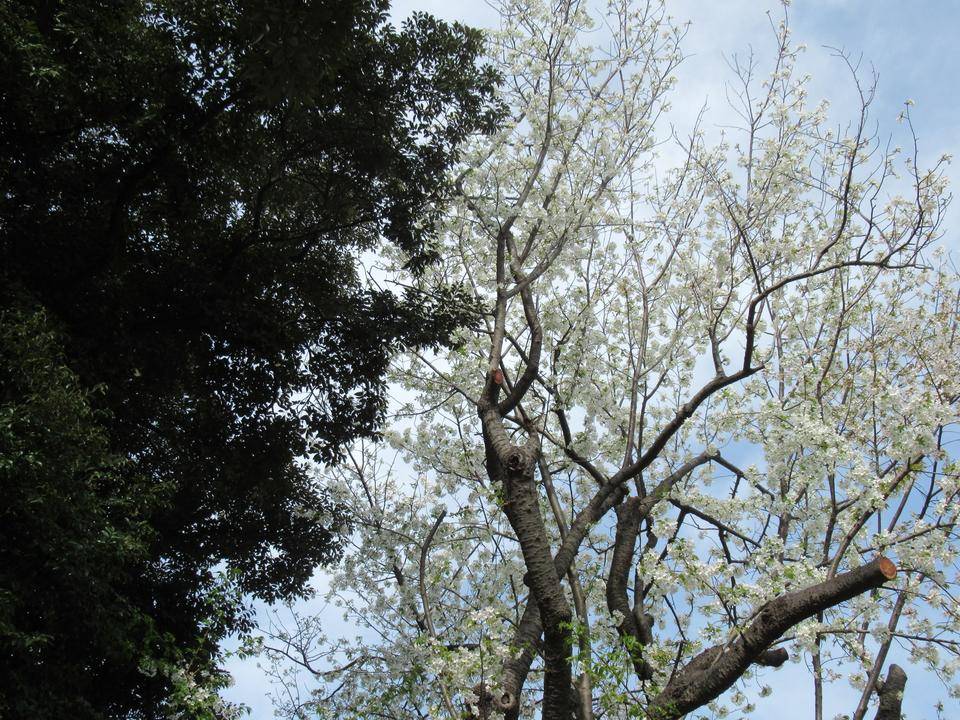 0331 オオシマザクラ 下から.JPG