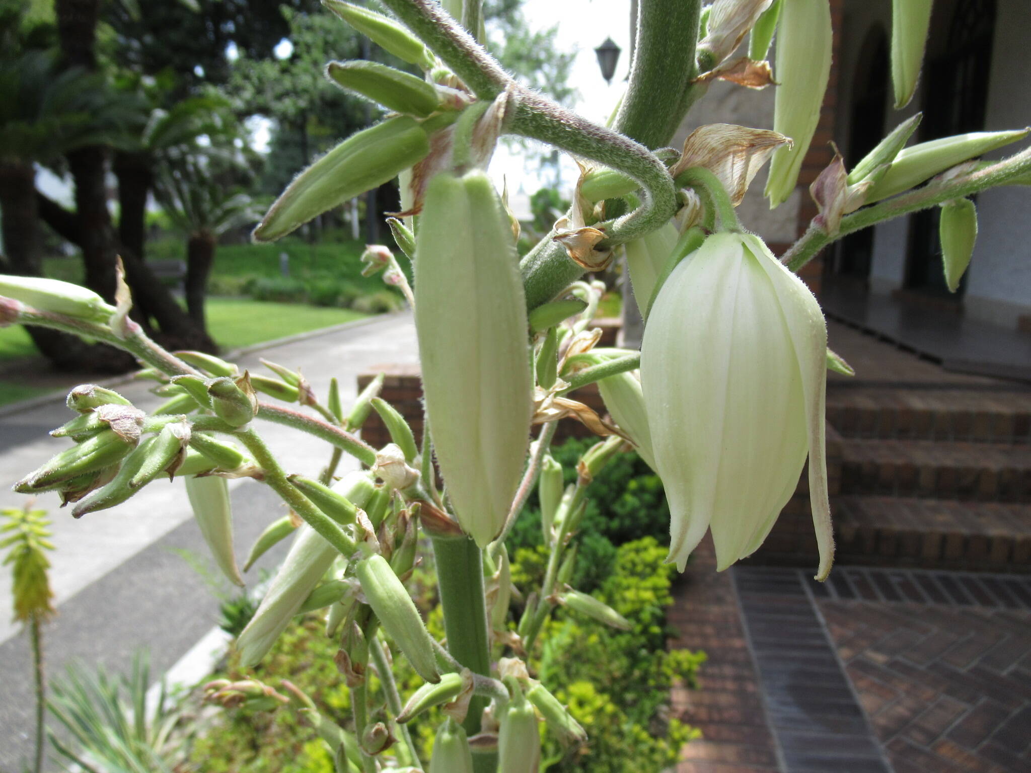 0530 イトラン.JPG