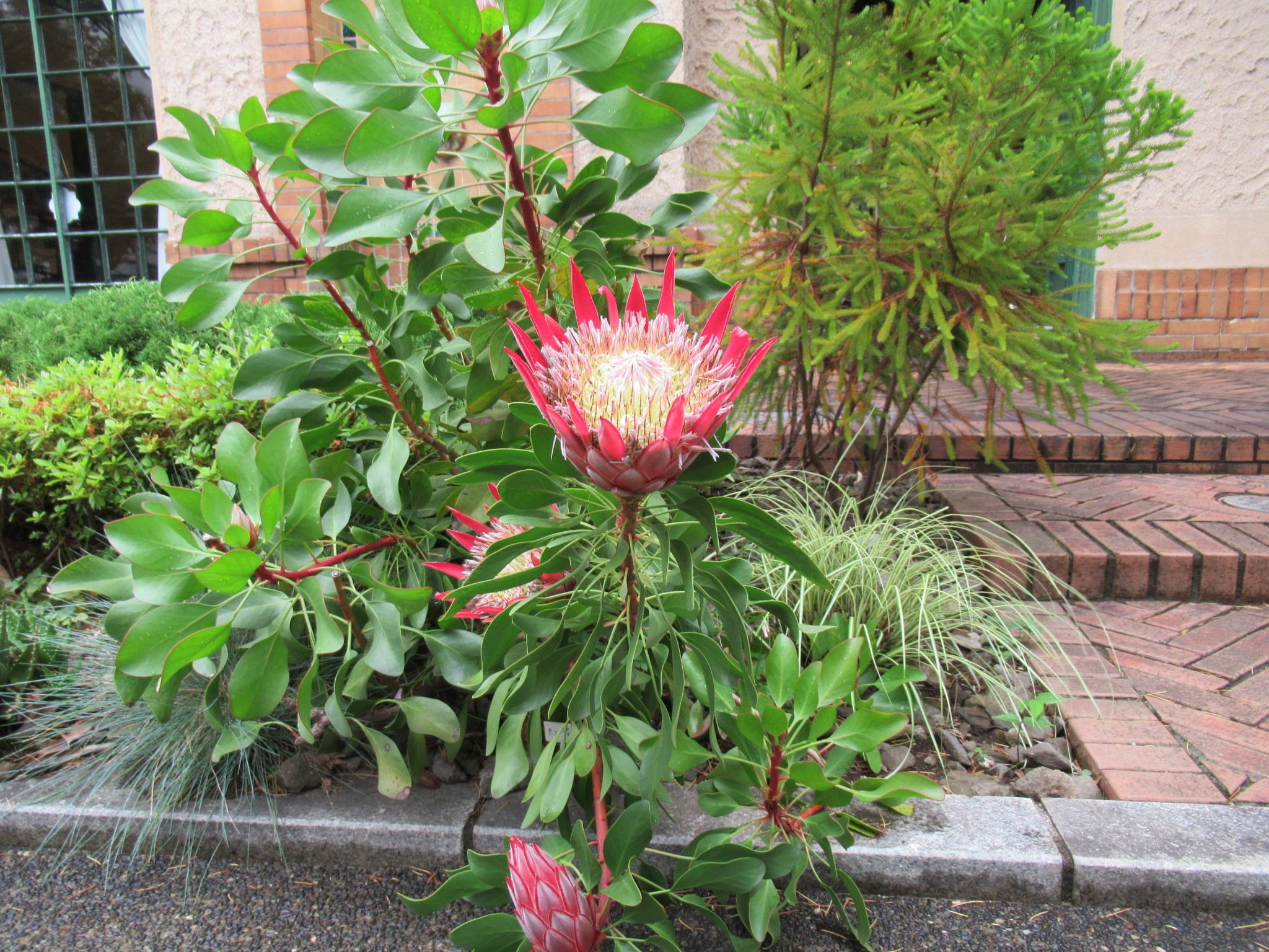 0522【ベーリック】 キングプロテア.JPG