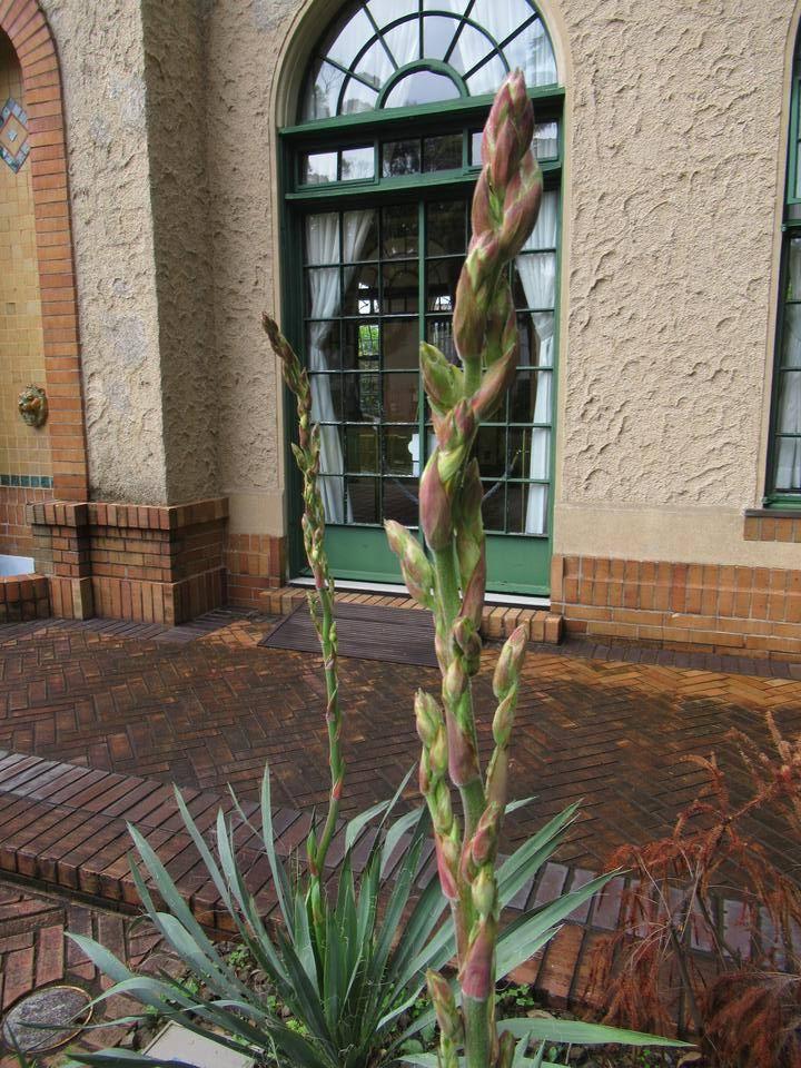 0521①【ベーリック・ホール】イトラン (3).JPG