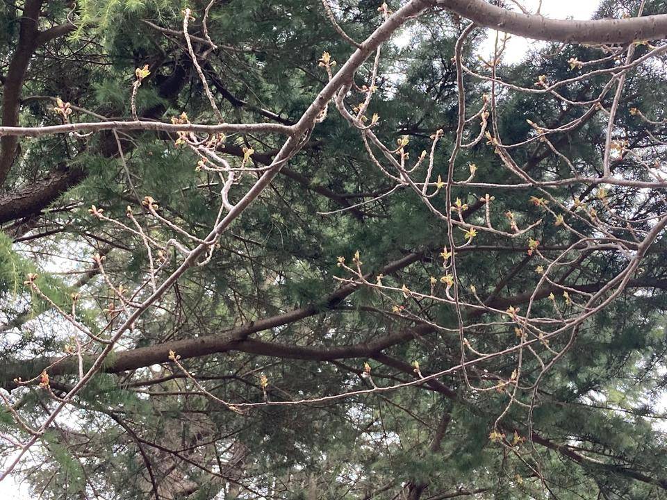 0328【ベーリック】 八重桜.jpg