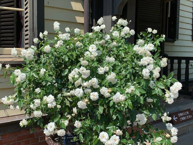 0703 ③アイスバーグ.jpg