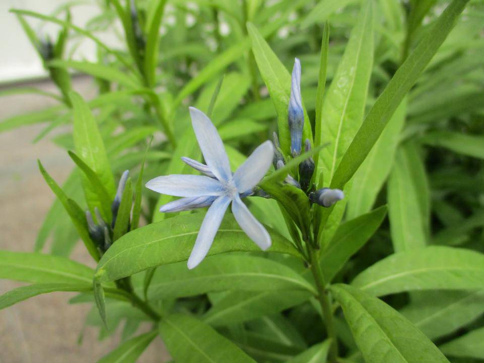 0410エリス. チョウジソウ2.JPG