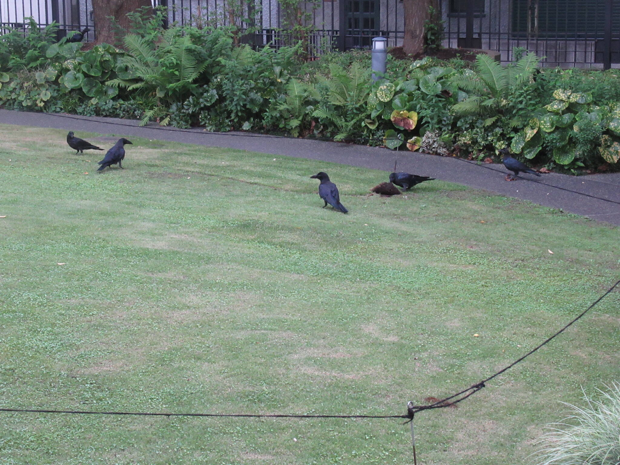 0728カラス芝めくり (2).JPG