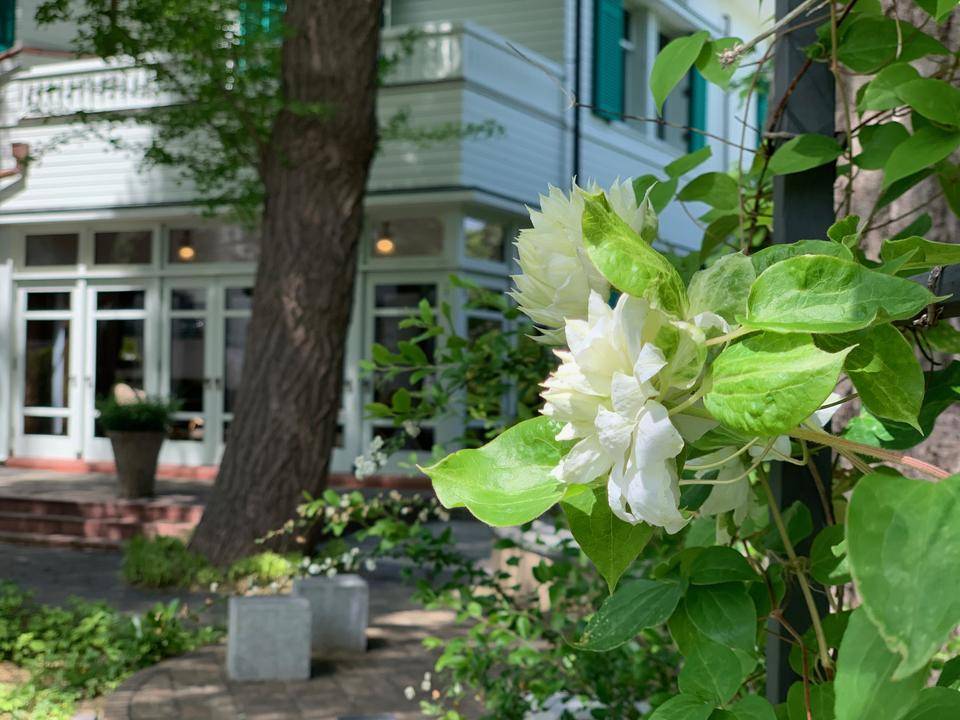 ②0419エリスマン邸クレマチス (2).jpg