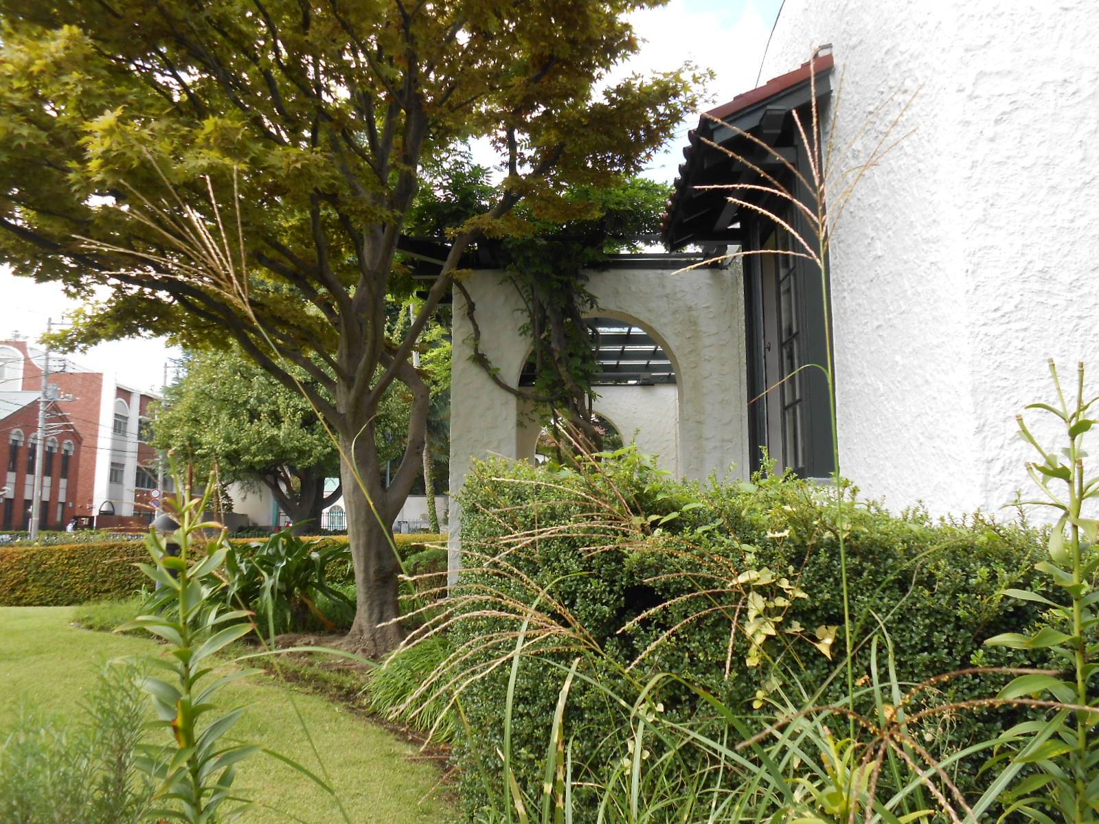 ①山手111番館前庭鷹の羽ススキ.JPG