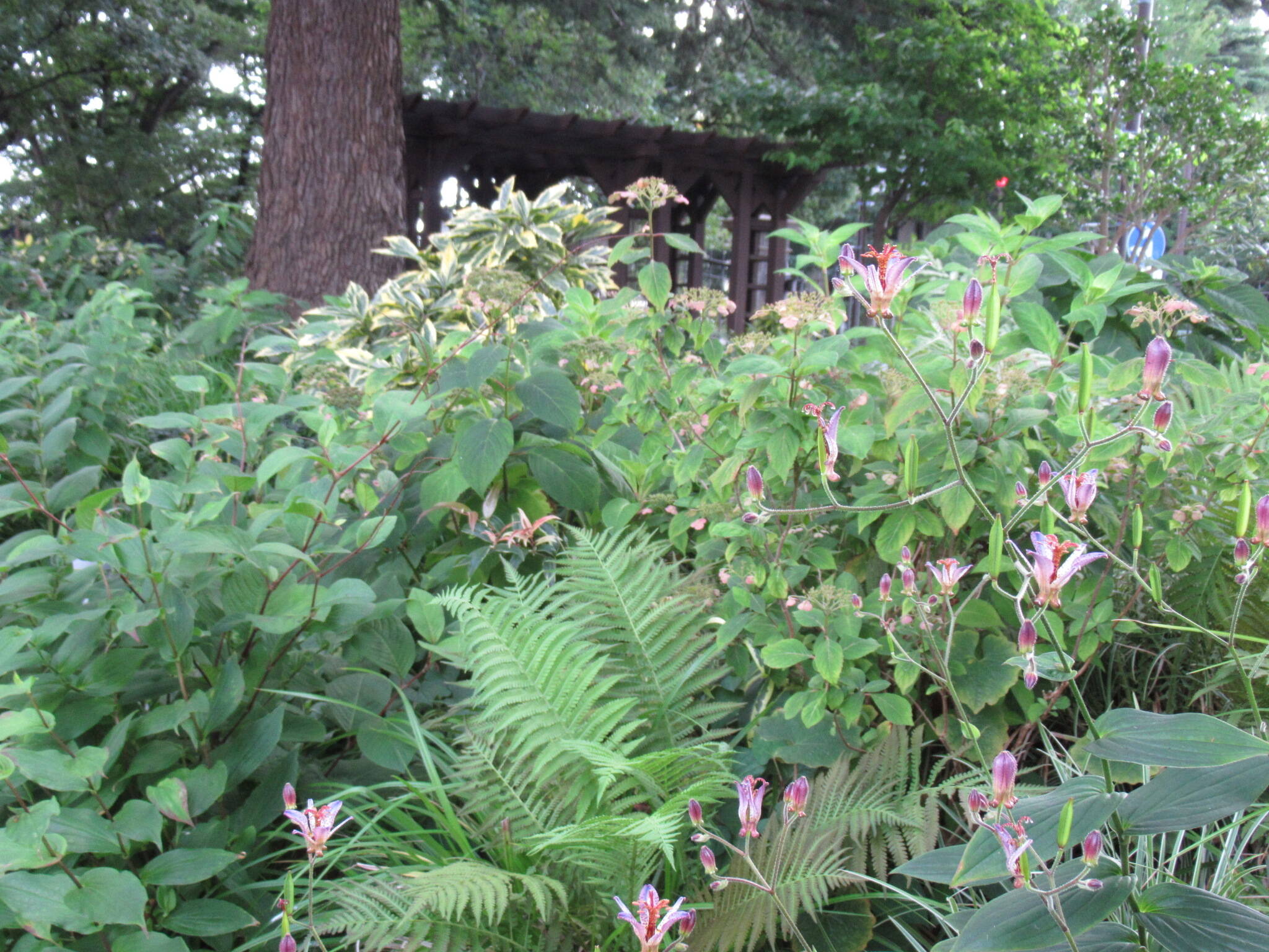 0802 ホトトギス.JPG