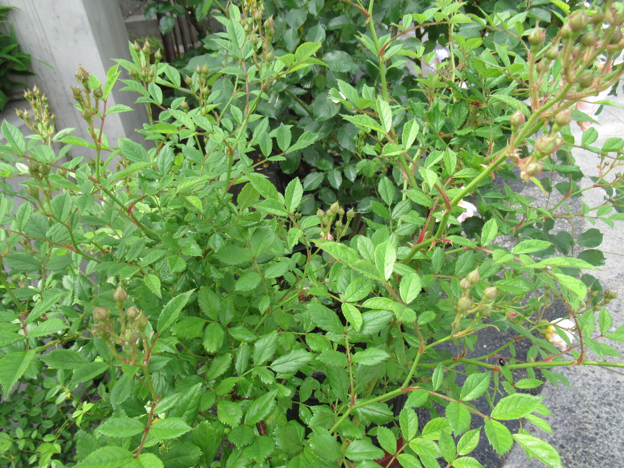 0512 モーツァルト.JPG