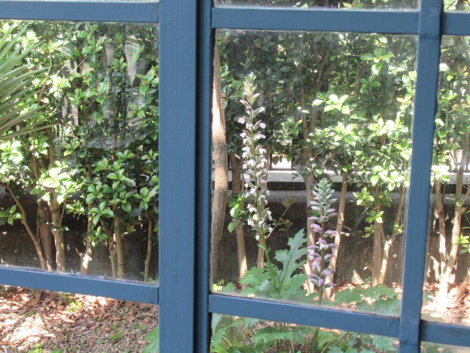 【ベーリック・ホール】アカンサス (1).JPG