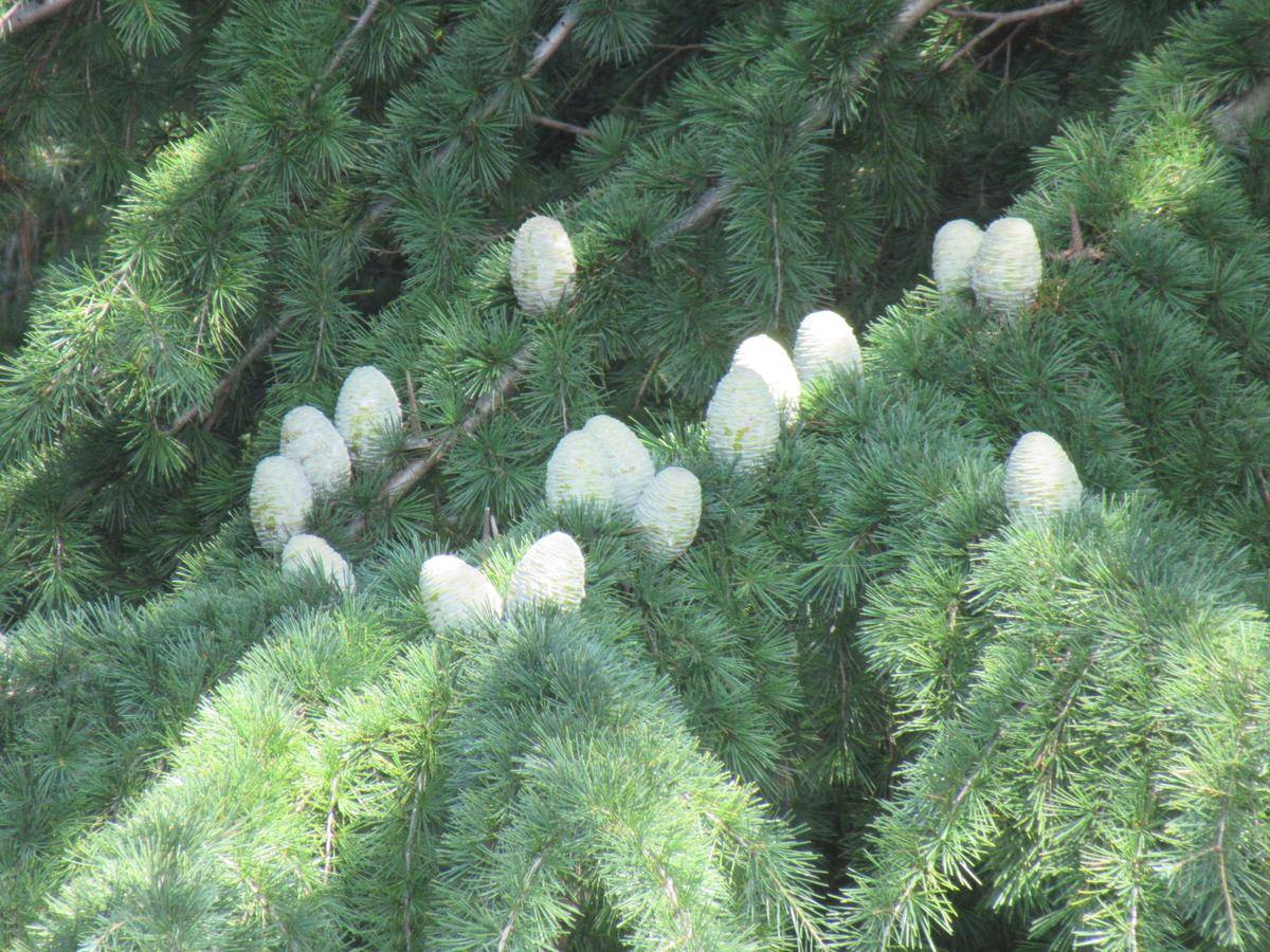 0803 ヒマラヤスギの球果の様子 (2).JPG