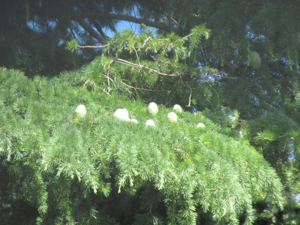 0626【ベーリックホール】ヒマラヤスギ球果②.JPG