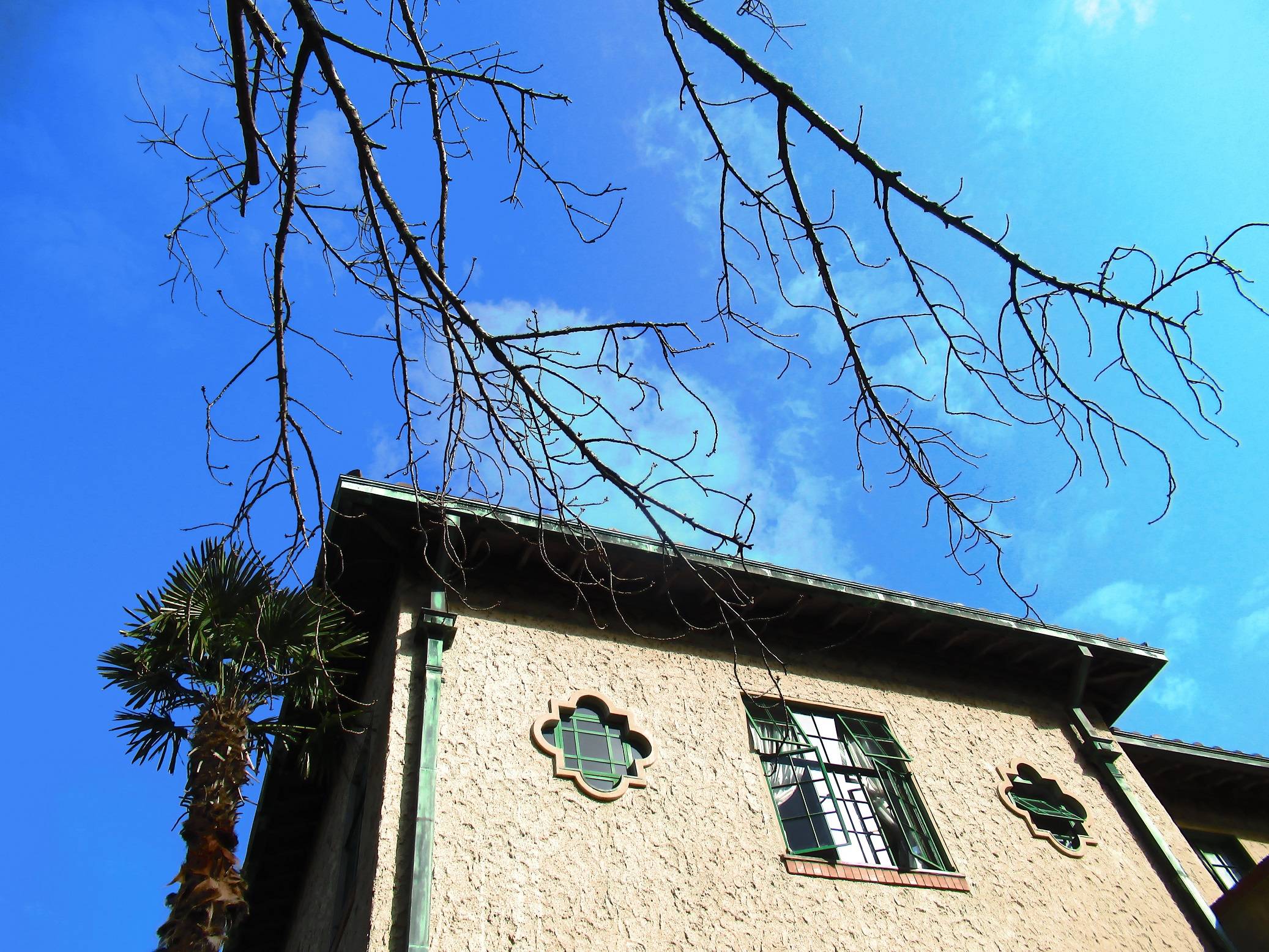 0301【ベーリック・ホール】 オオシマザクラ.JPG