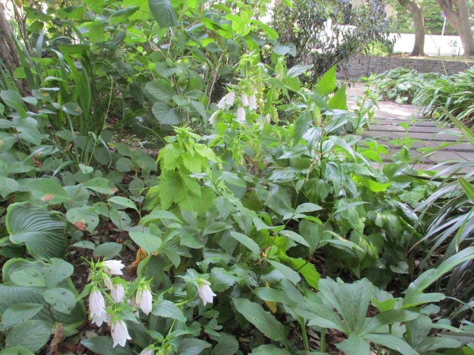 ①0701エリス　ホタルブクロ (2).JPG