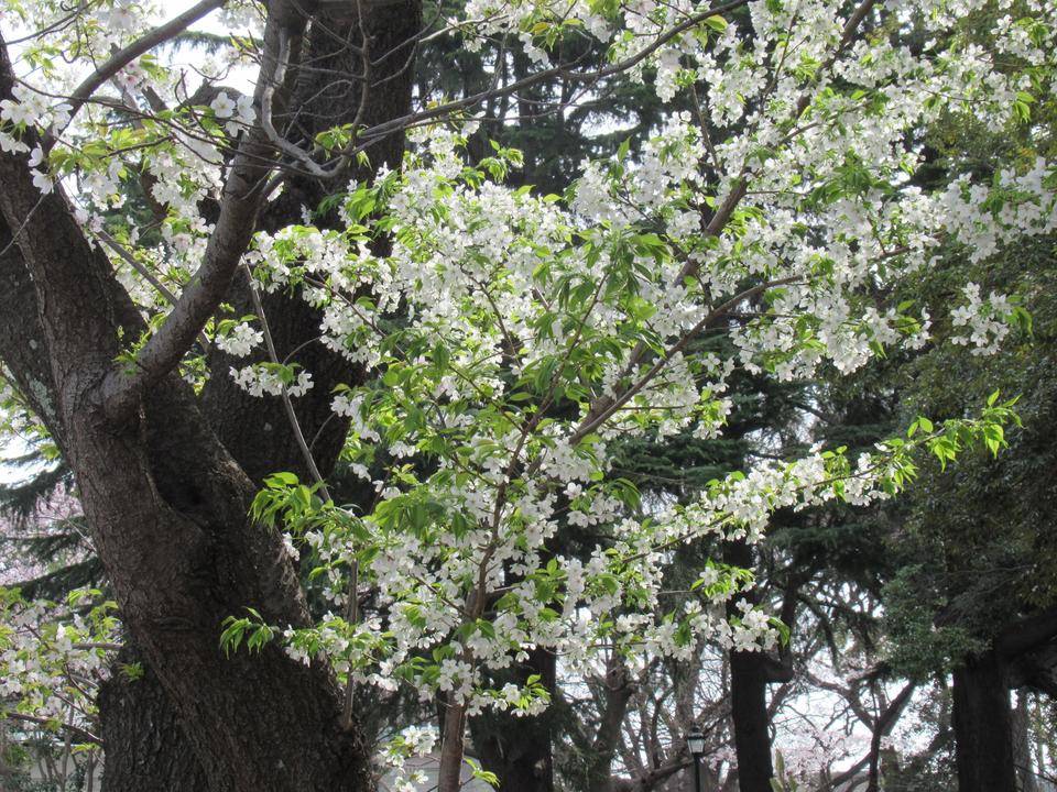 0331 オオシマザクラ 西側から.JPG