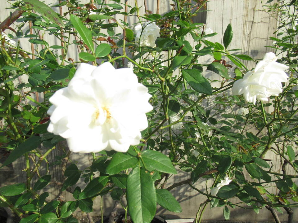 庭園のバラ (4).JPG