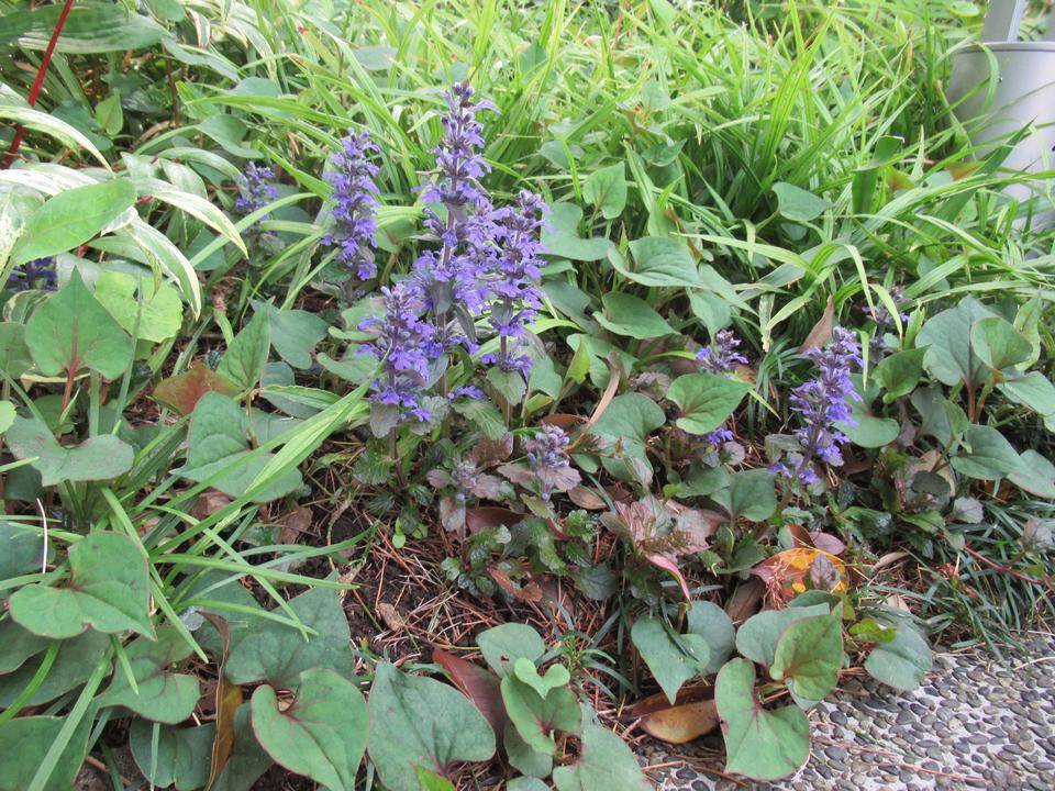 0423 アシュガ.JPG