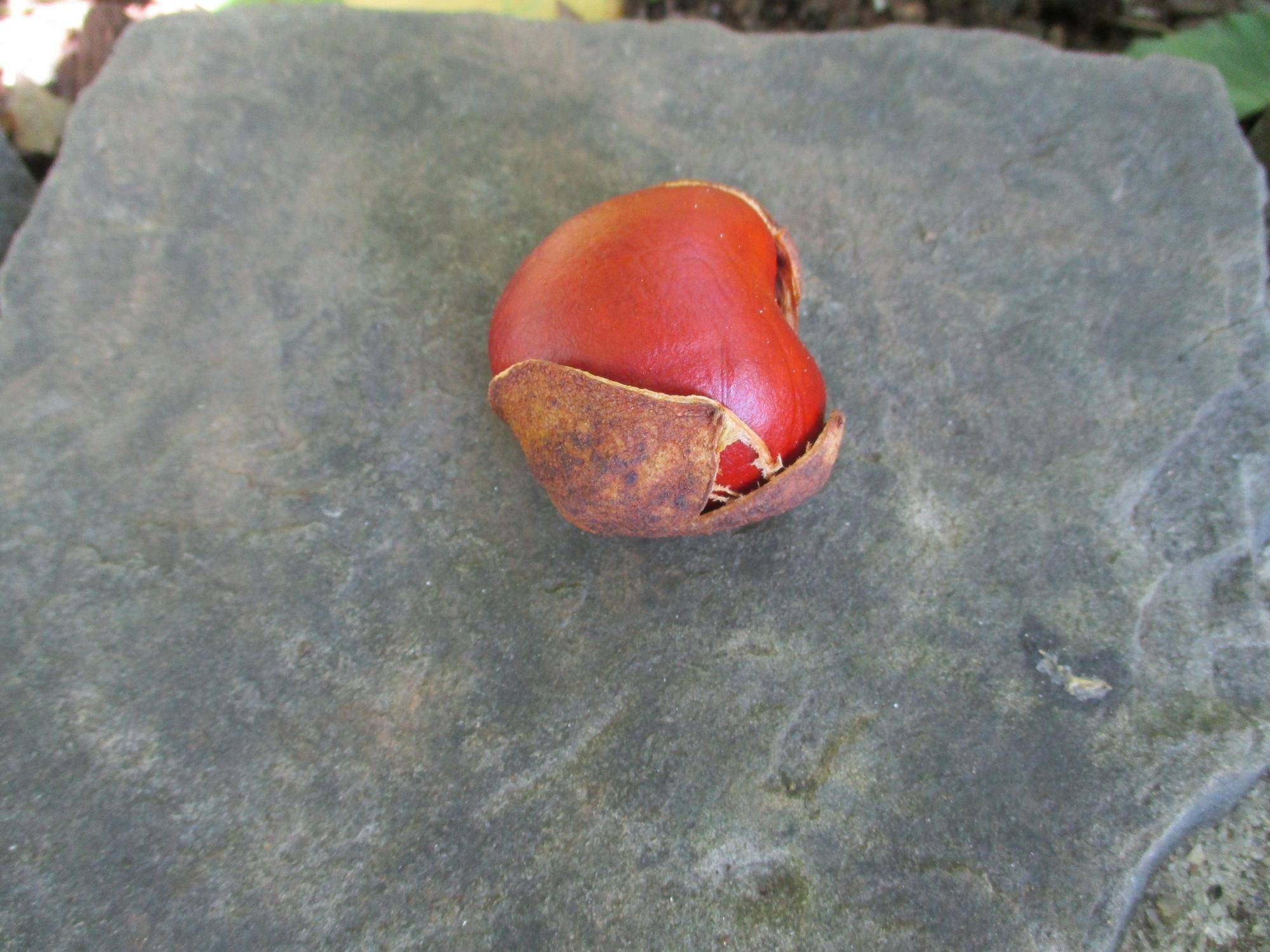 ③0927エリス　マロニエ実 (2).JPG