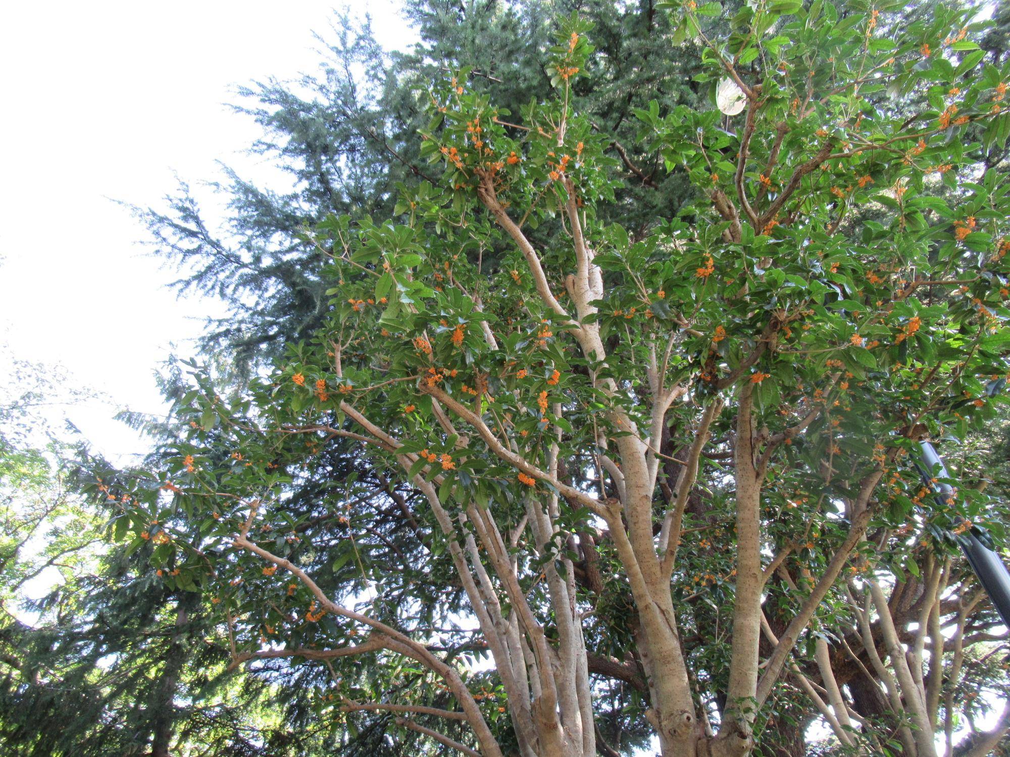 0930 金木犀 (1).JPG