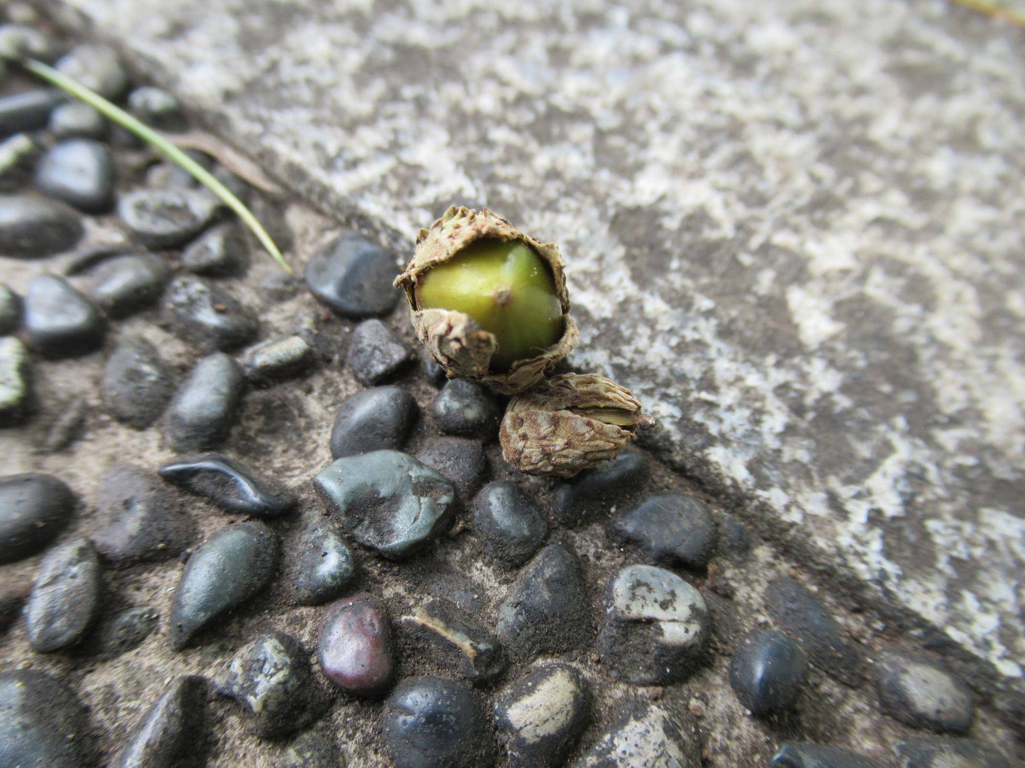 【ベーリック・ホール】0907スダジイ (2).JPG