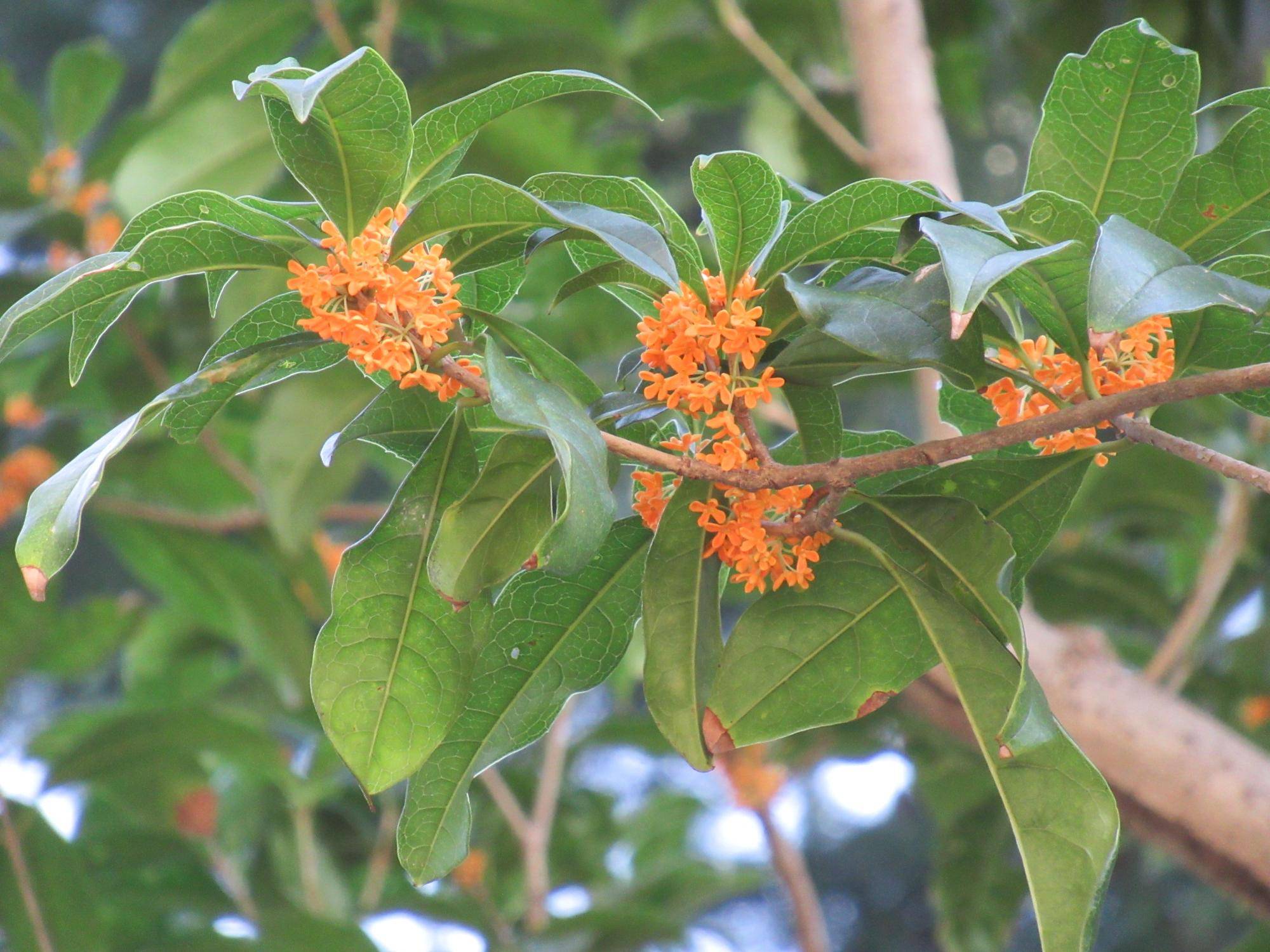 0930 金木犀 (2).JPG