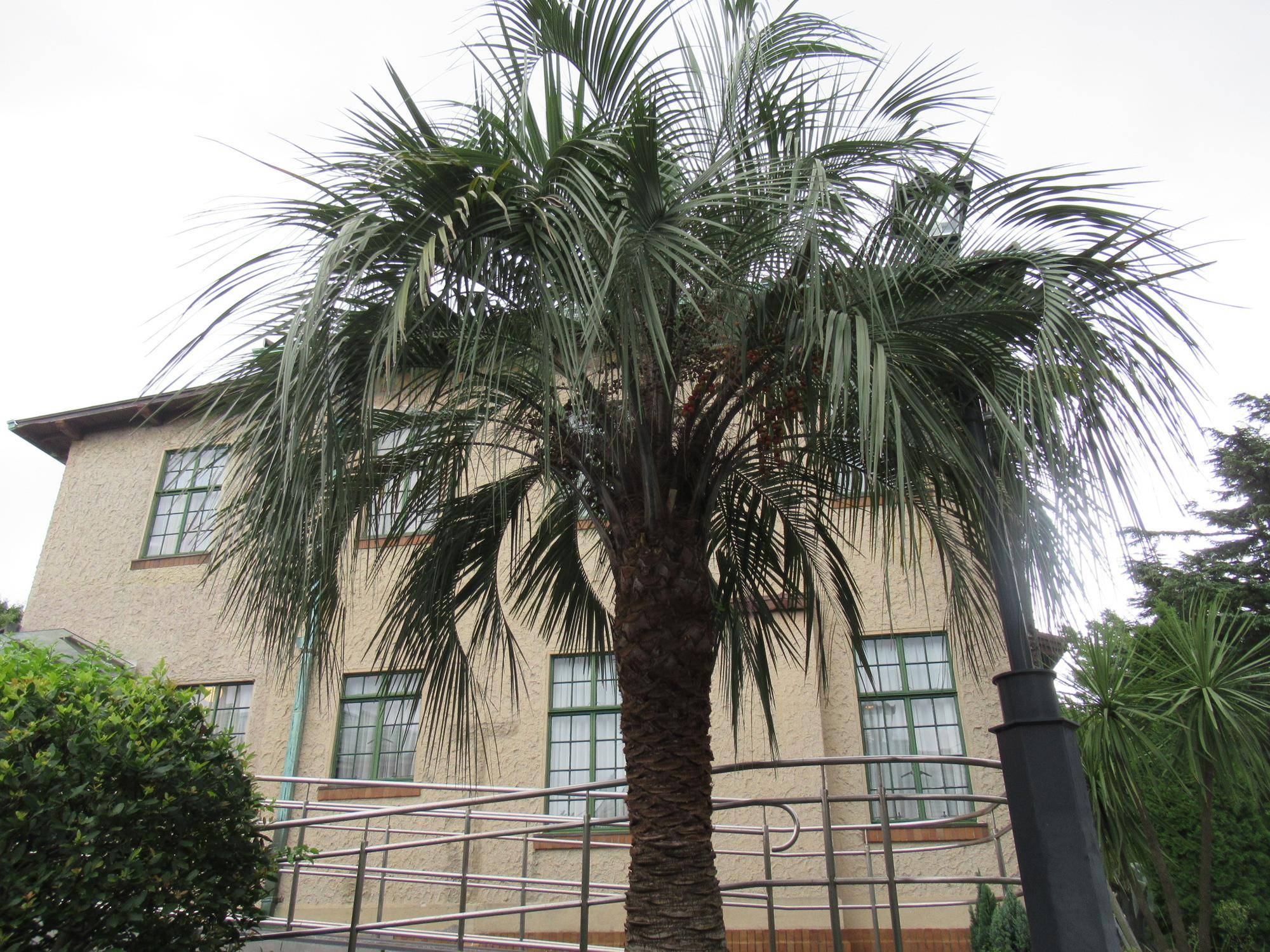 【ベーリック・ホール】0907 ヤシの木 (1).JPG
