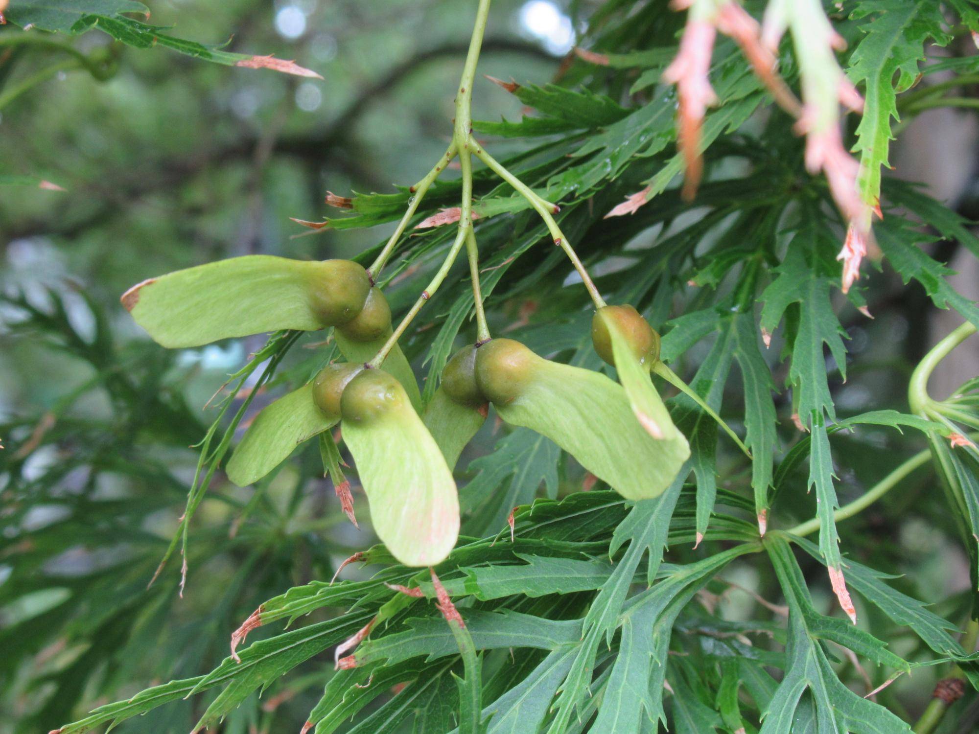 【ベーリック・ホール】0907 アオモミジ(2).JPG