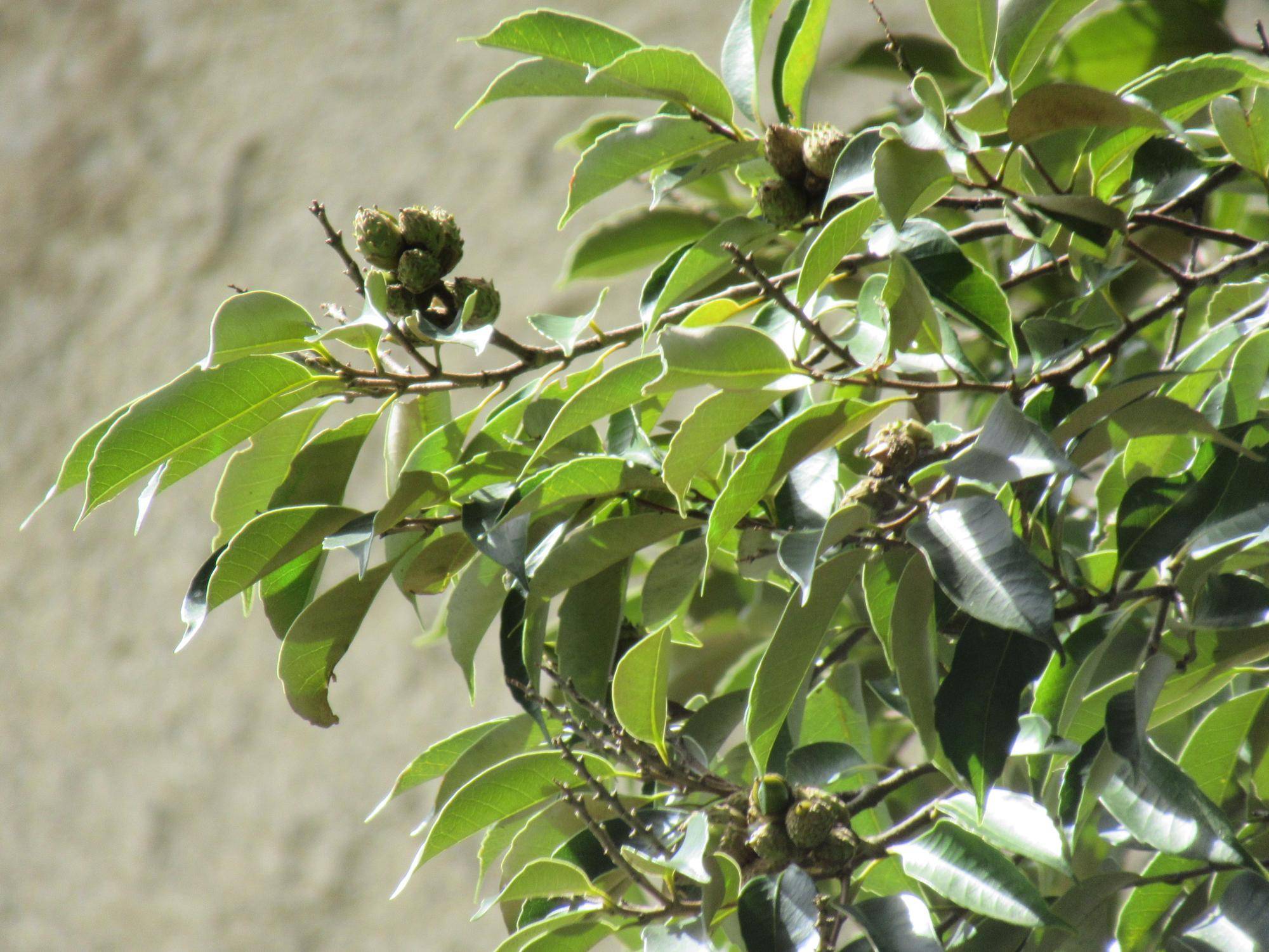 【ベーリック・ホール】0907スダジイ (1).JPG