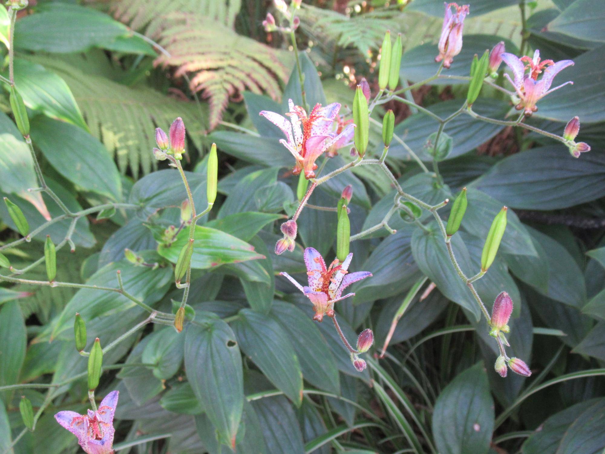 0930 ホトトギス (2).JPG