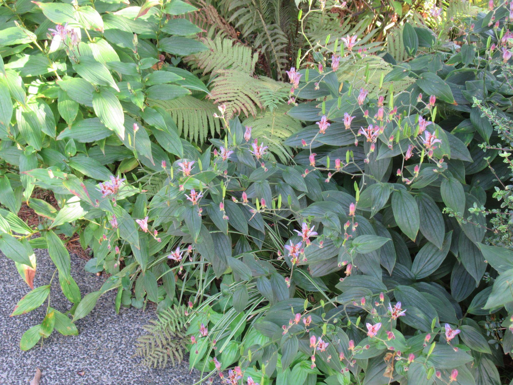 0930 ホトトギス (1).JPG