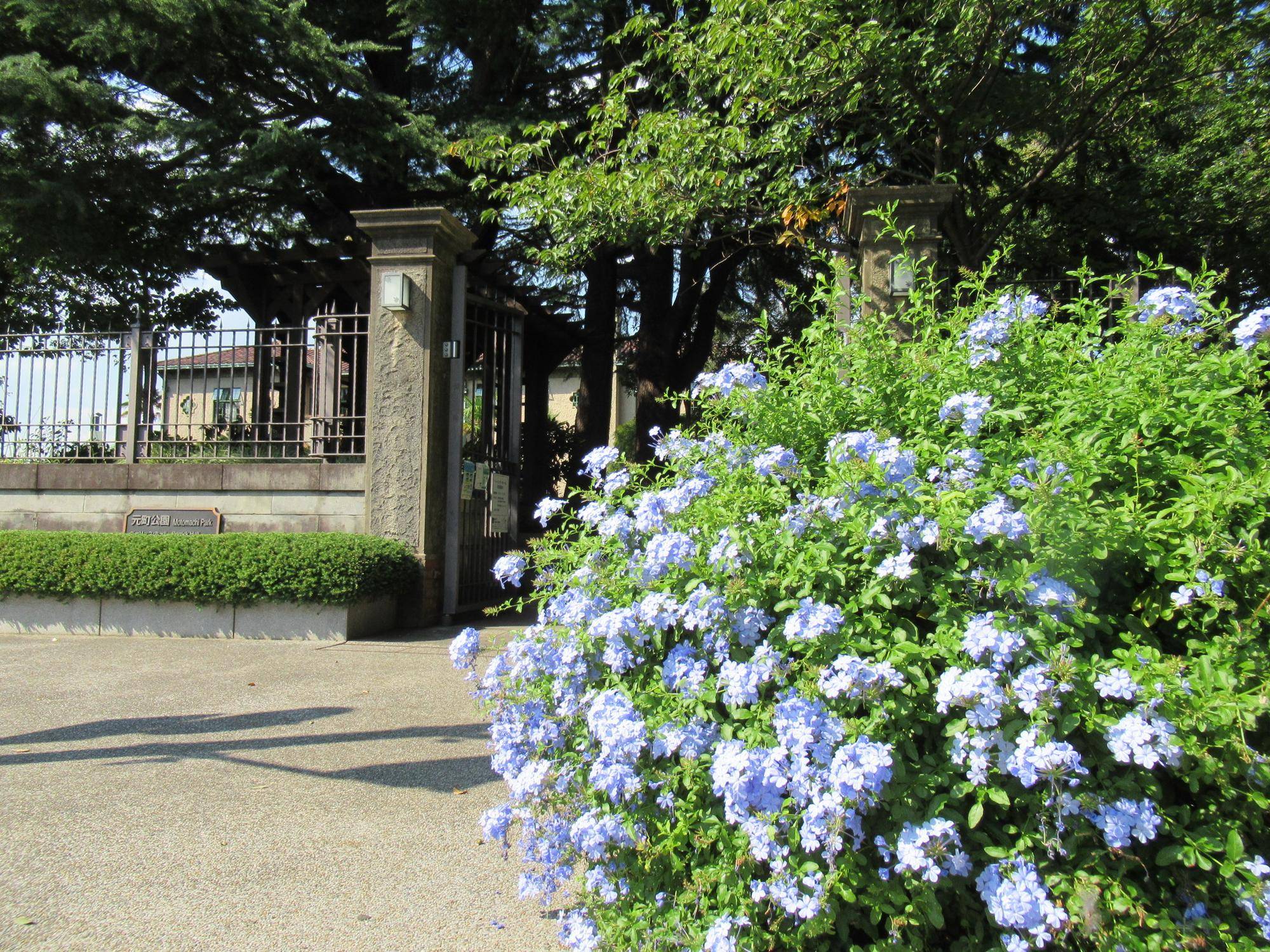 0930 ルリマツリ (1).JPG