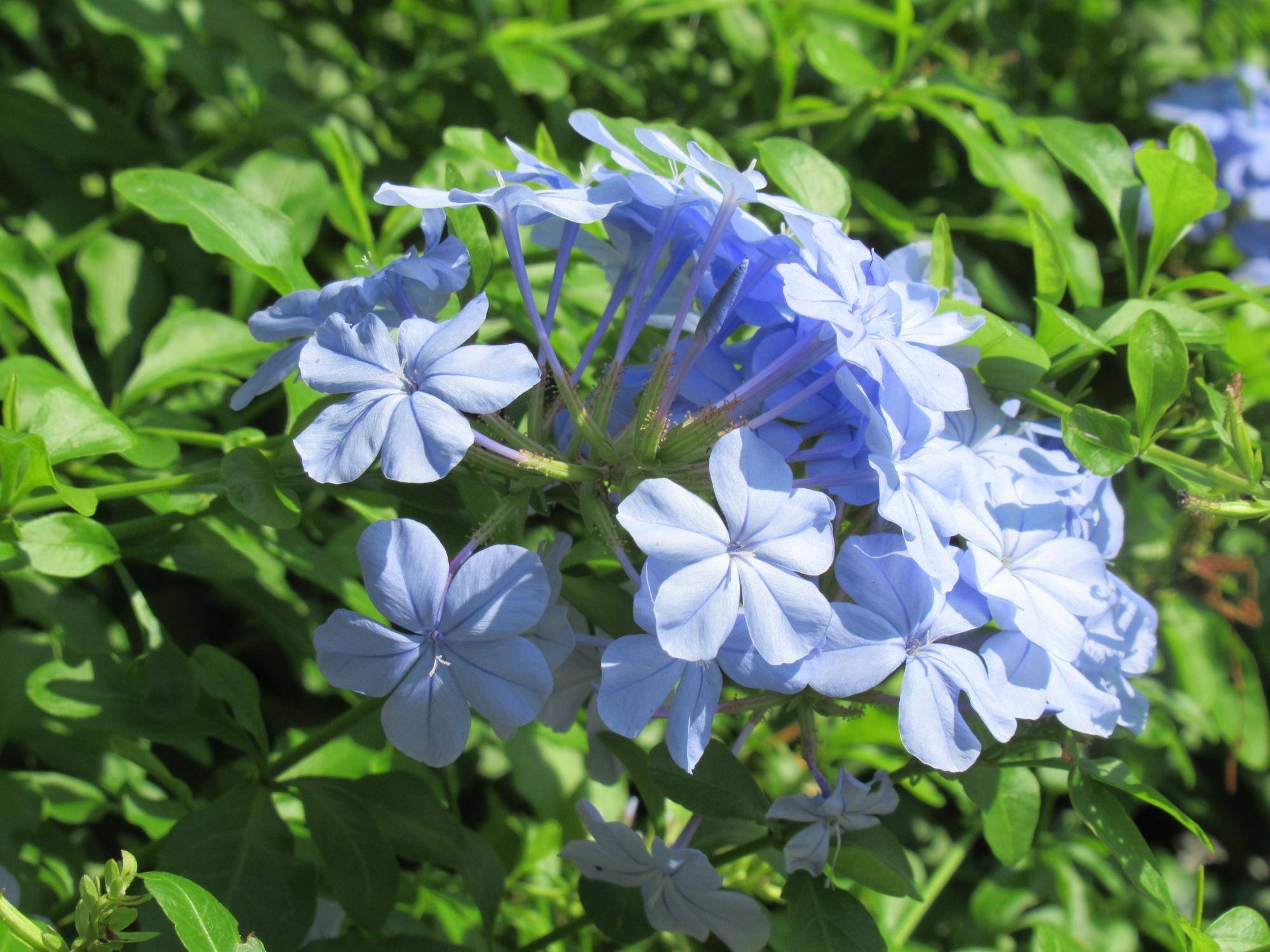 0930 ルリマツリ (2).JPG