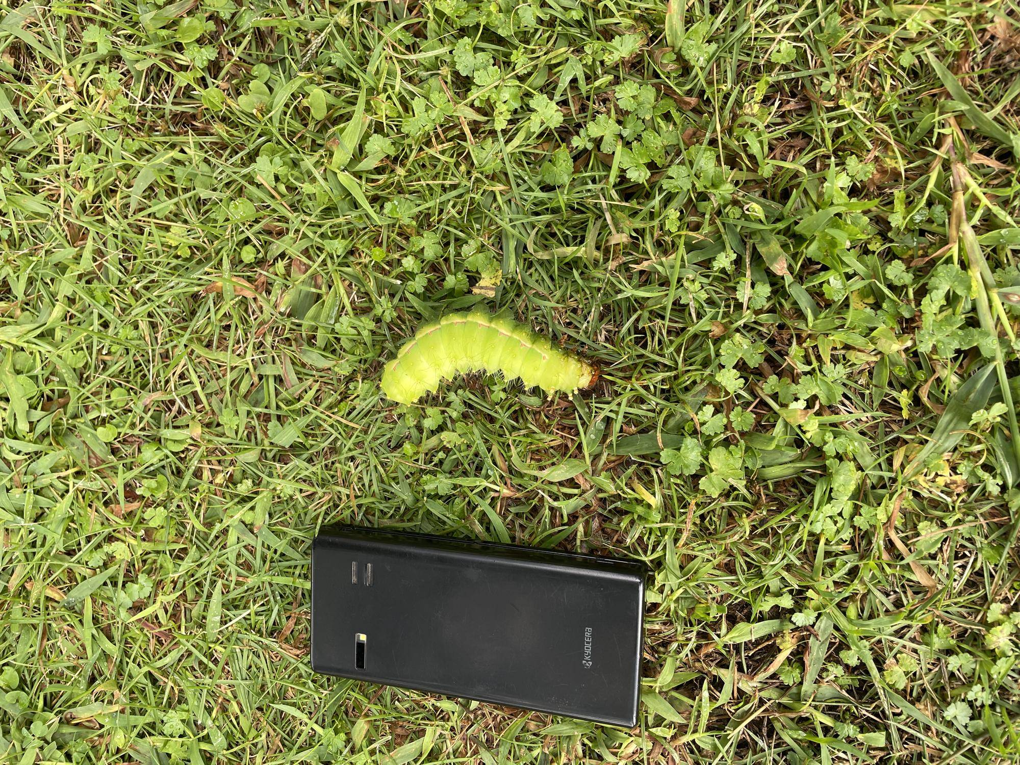 R４-１０-８ (１１１番館)巨大あおむし (3).JPG