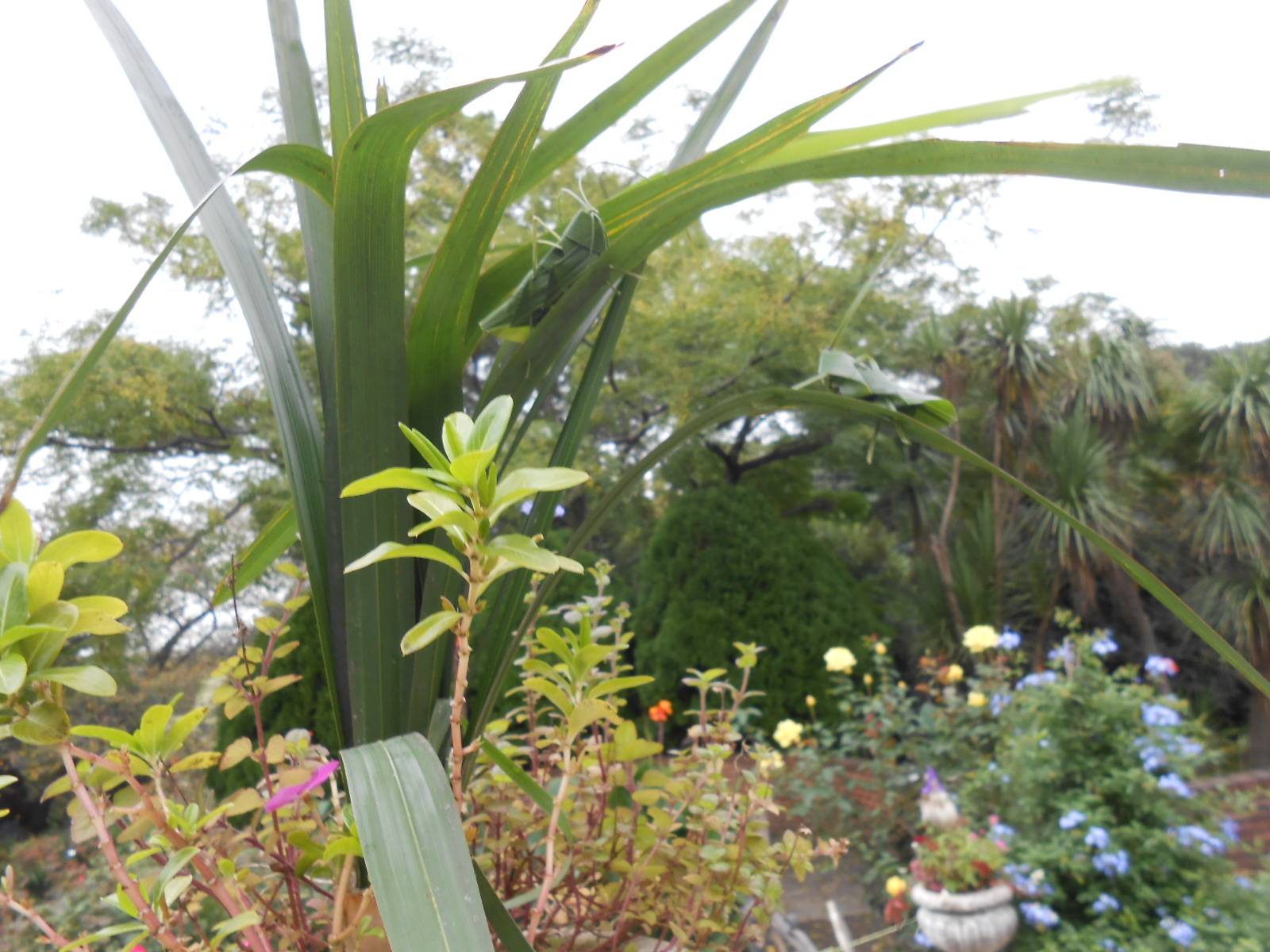 20221018山手111番館シュロ葉バッタ 1.JPG