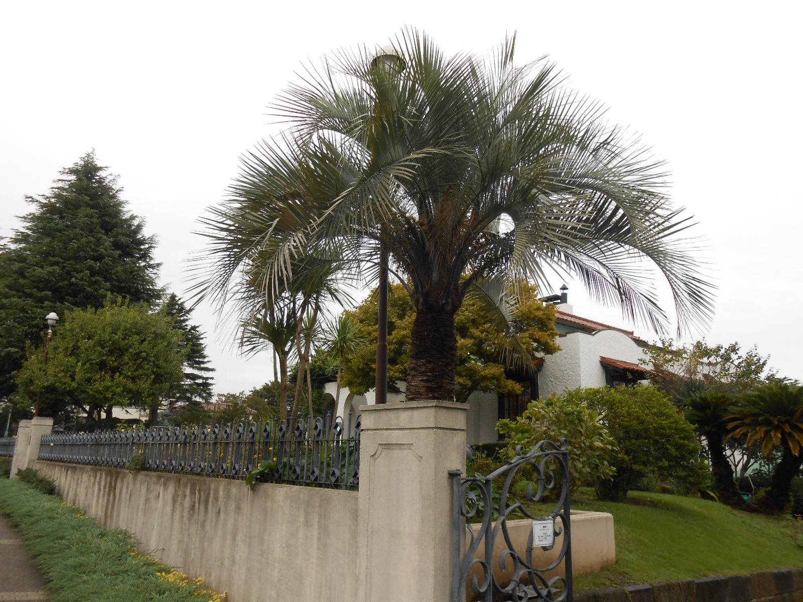 20221013山手111番館南西角ナツメヤシ.JPG