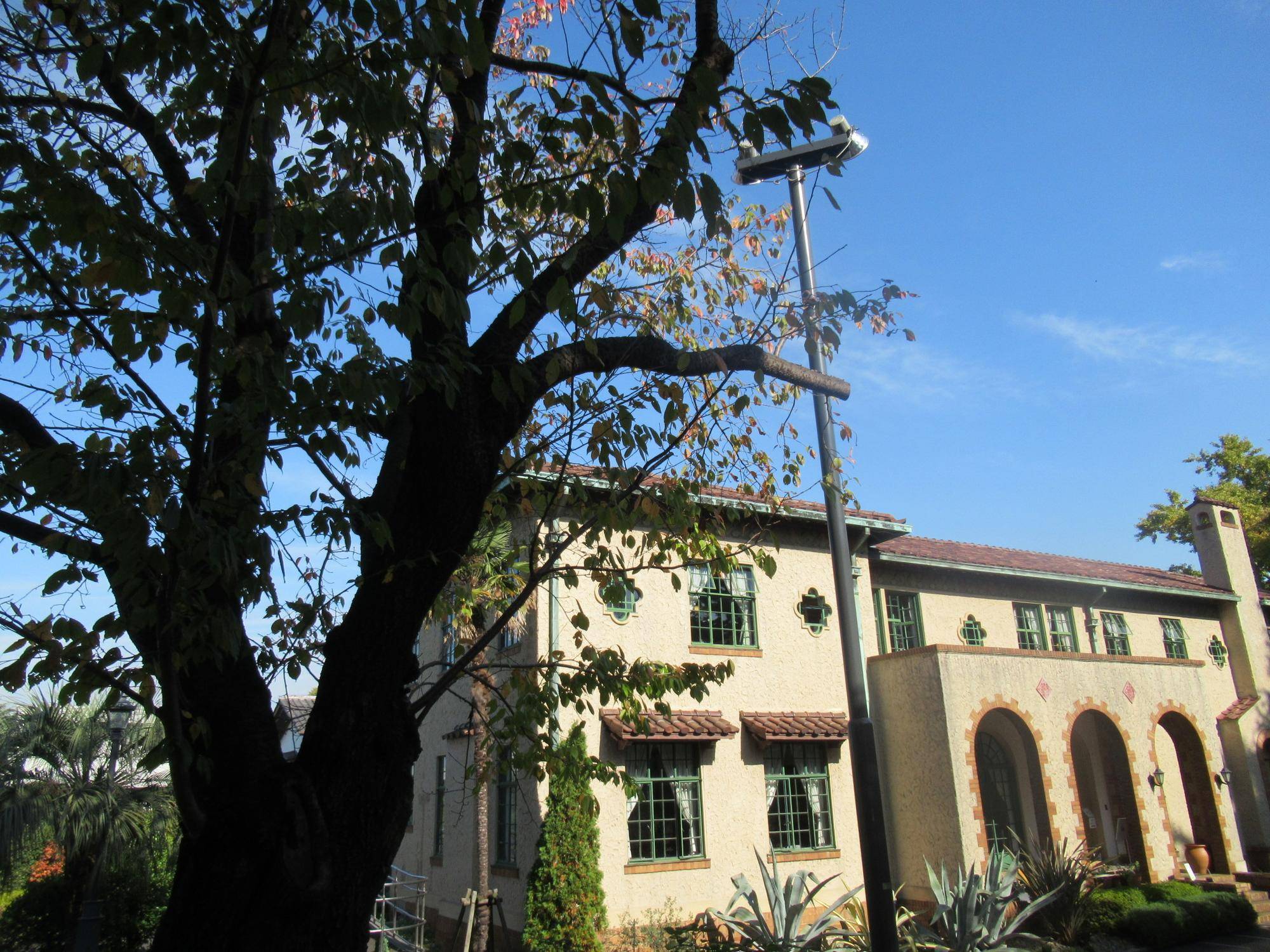 1110 オオシマザクラ.JPG