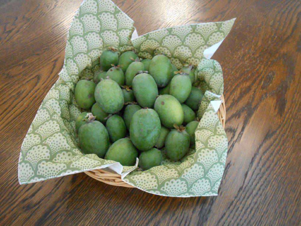 20221104山手111番館フェイジョアの実 (1).JPG