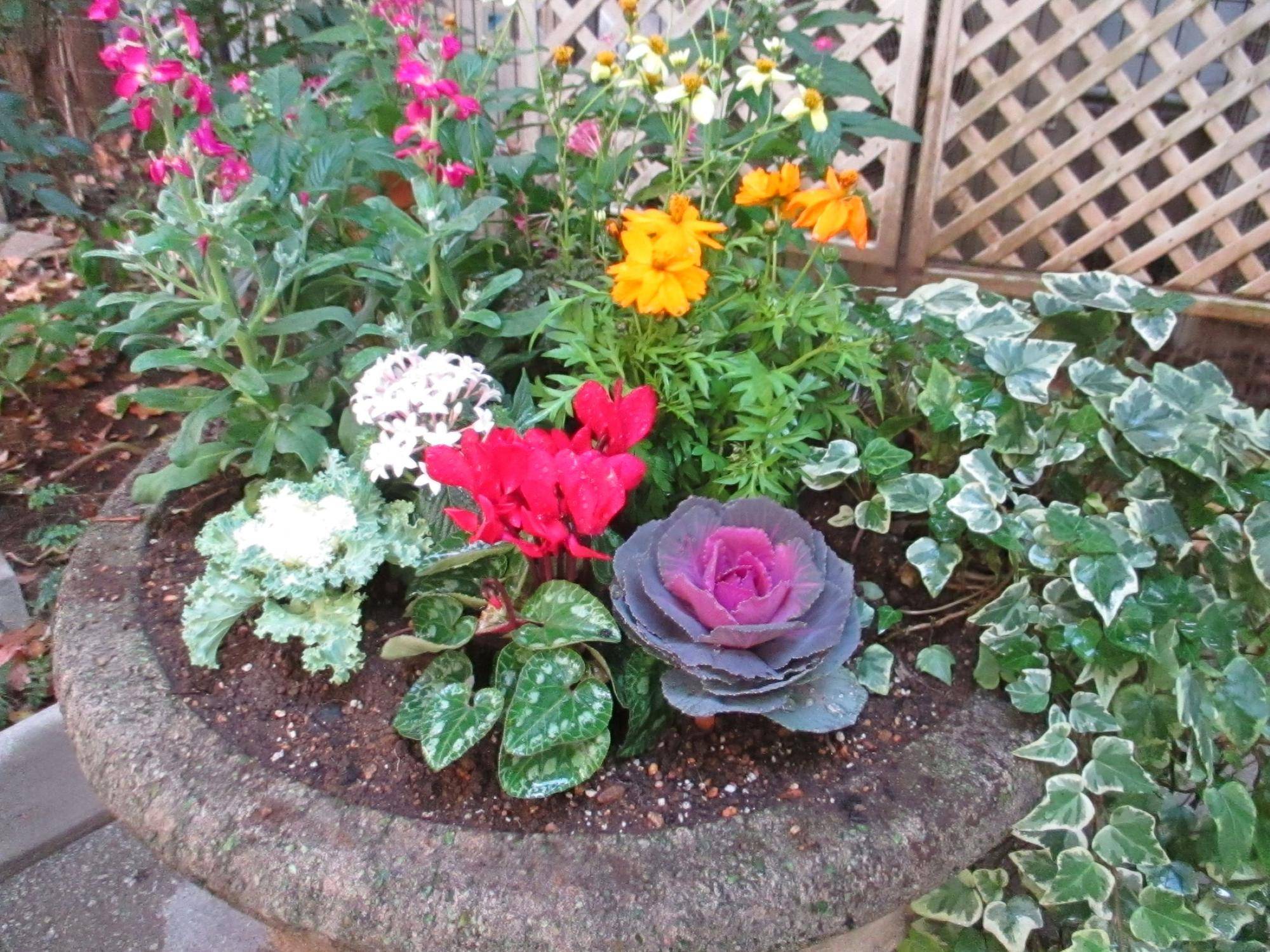 1109 234番館冬のプランター①.JPG