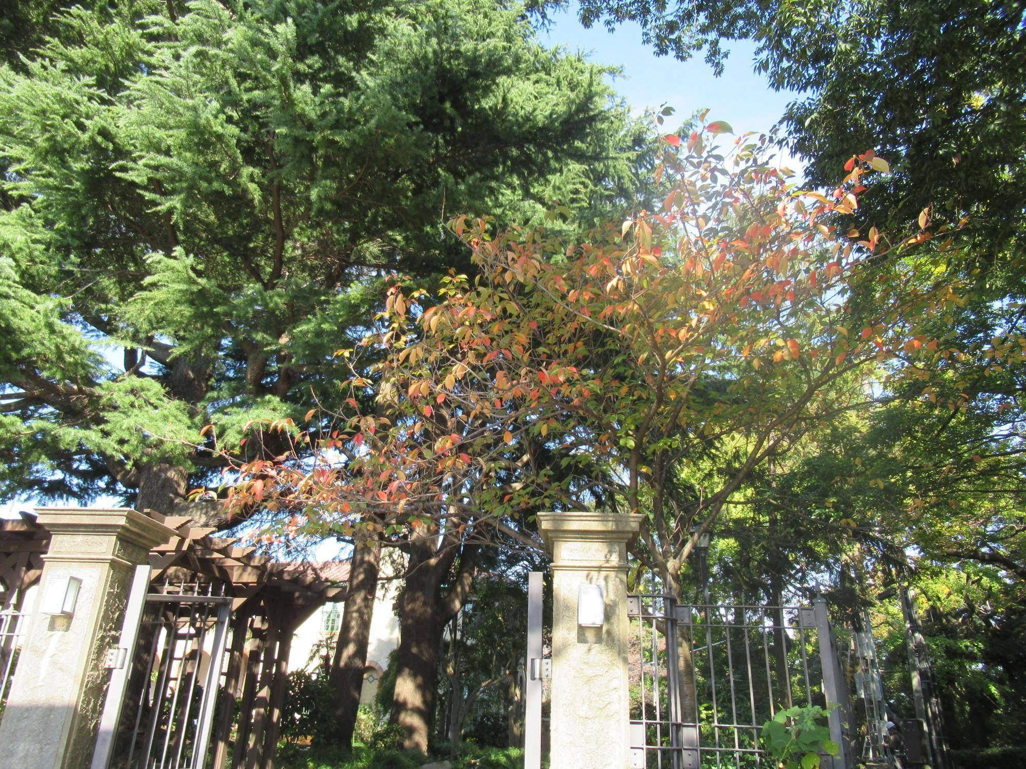 1110 ヤエザクラ.JPG