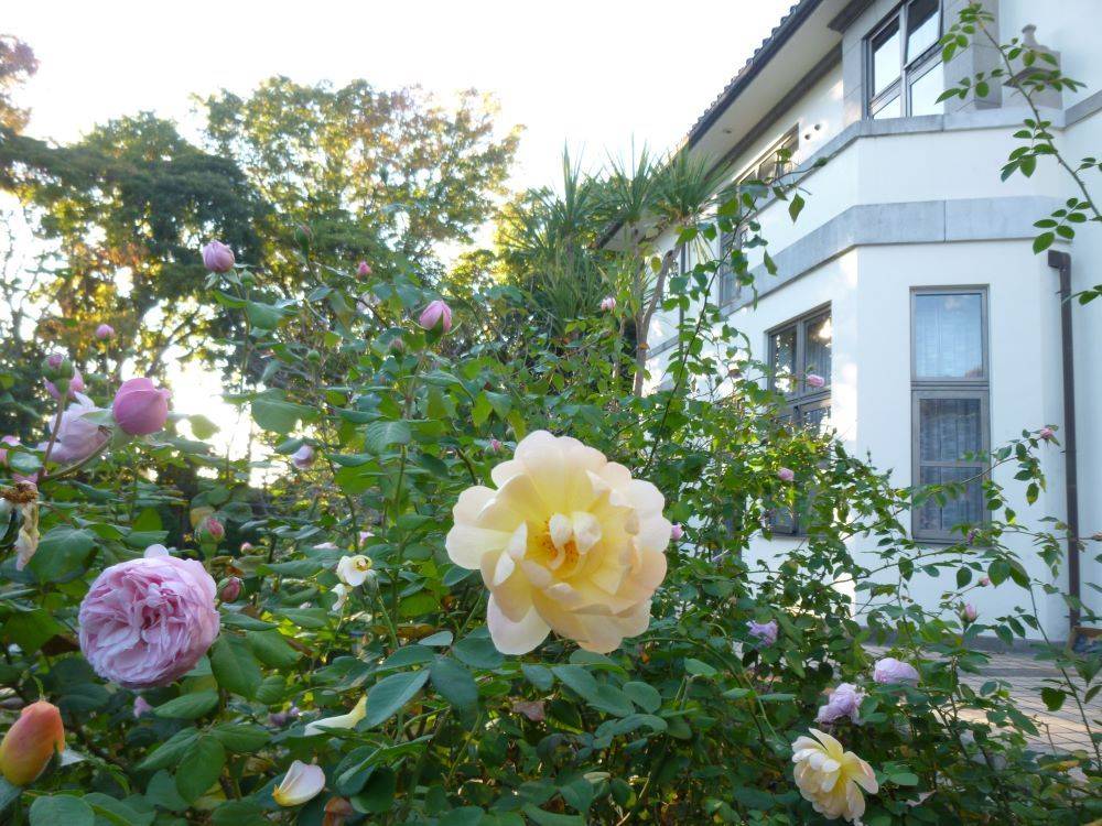 1116イギリス館中庭秋バラ①.JPG