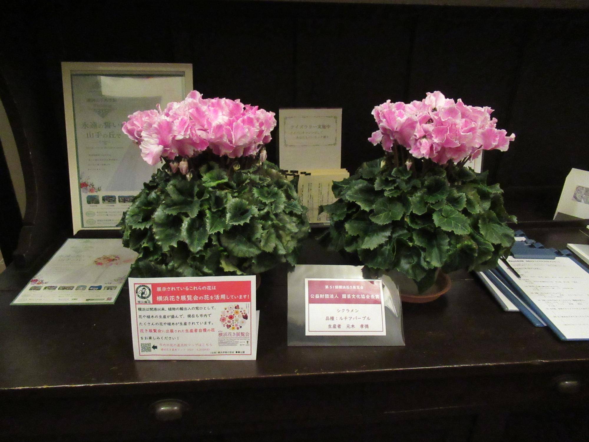 1209【ベーリック】シクラメン展示 (ルチアパープル).JPG