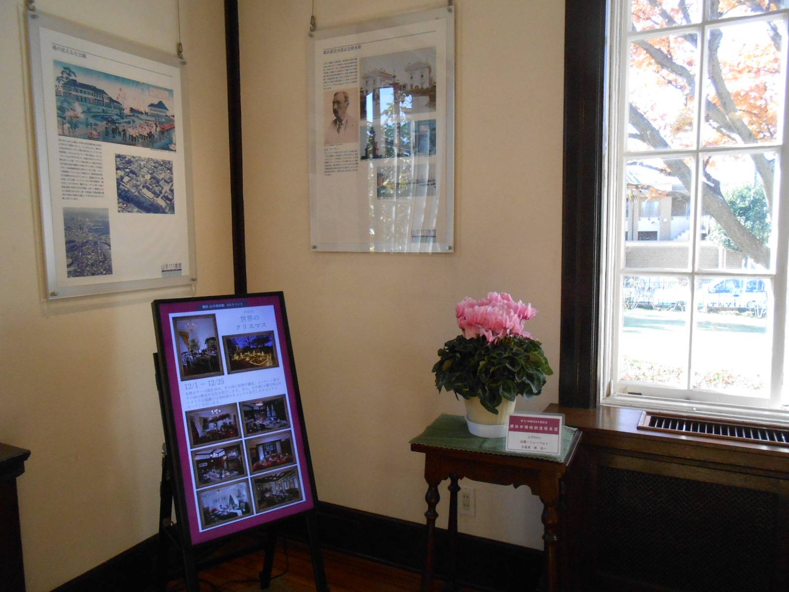 シクラメン(111番館) (2).JPG