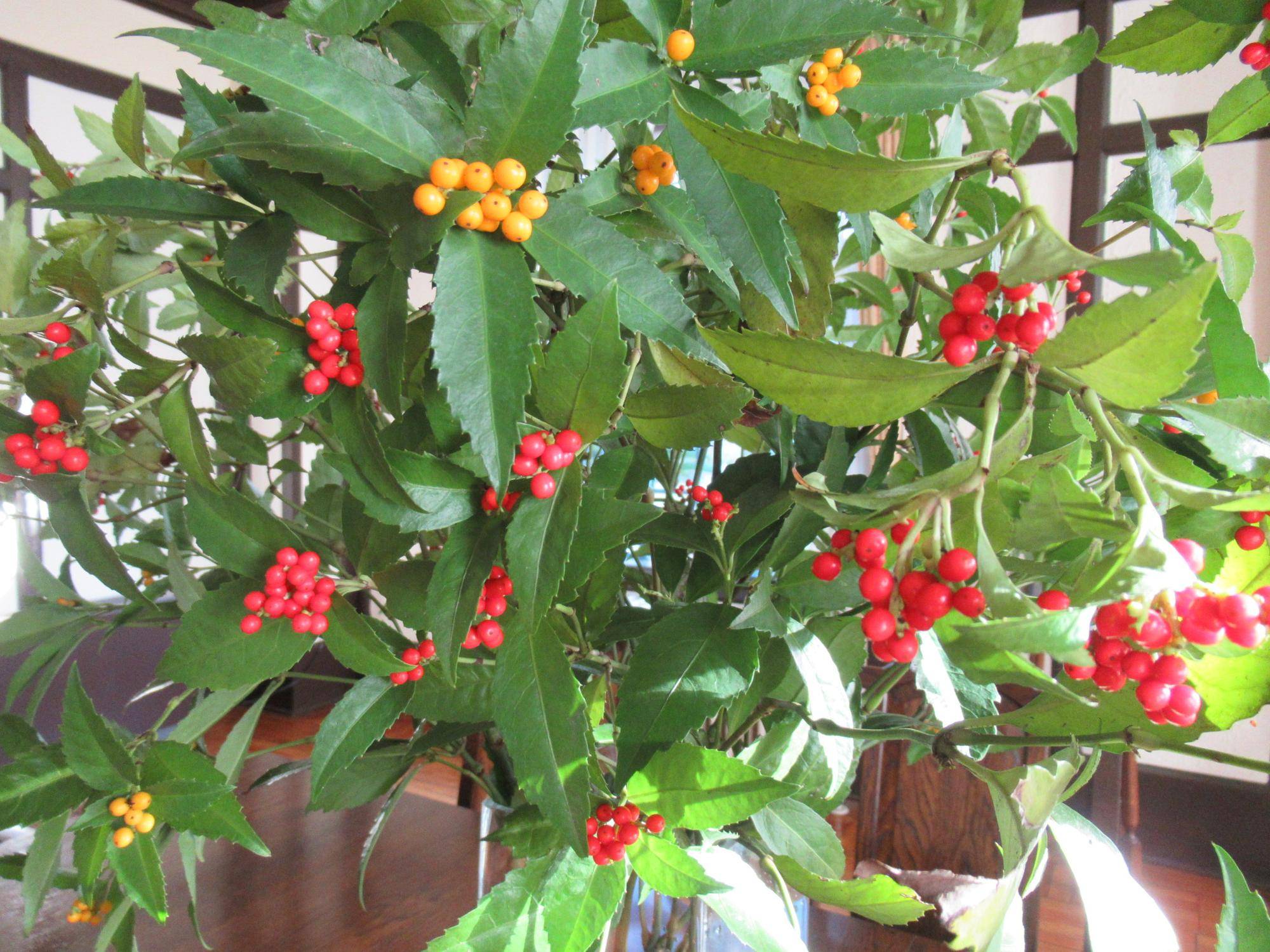 1231千両 とベーリック・ホールのバラ (3).JPG