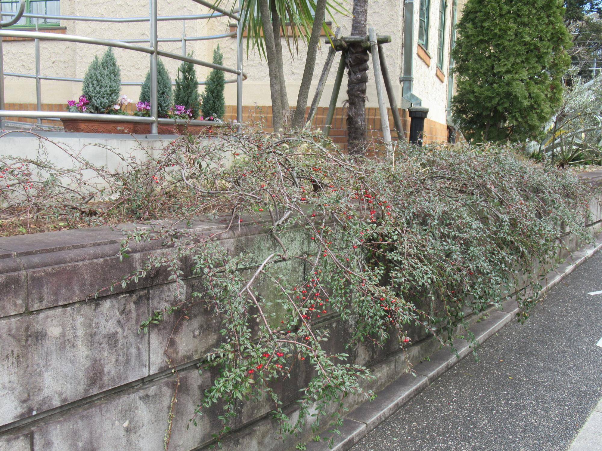 0112 冬のベーリックの庭園の様子（コトネアスター） (1).JPG